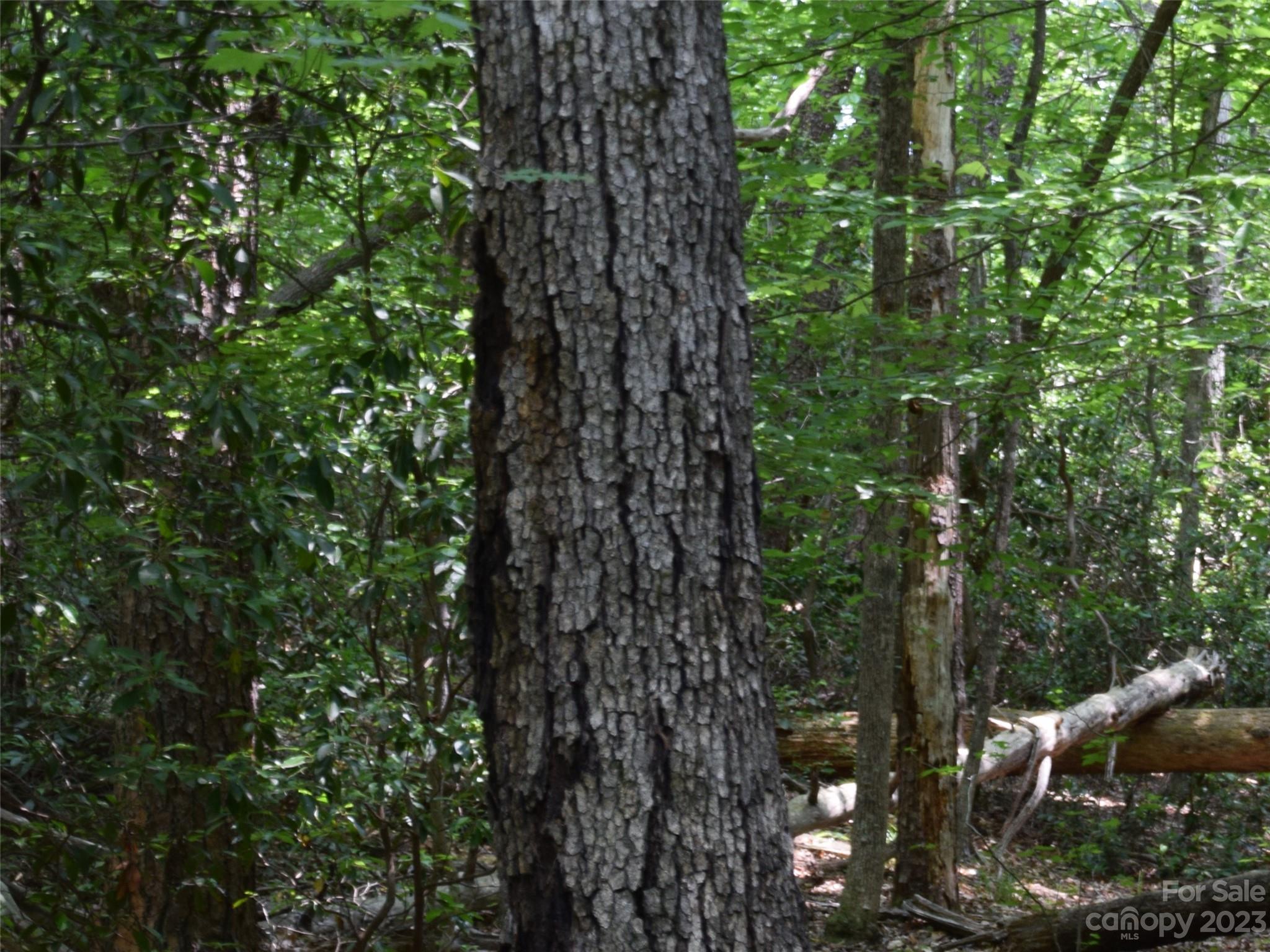 Lot 9 Club Road Campobello, SC 29322 - Photo 9 of 10 a view of electric trees