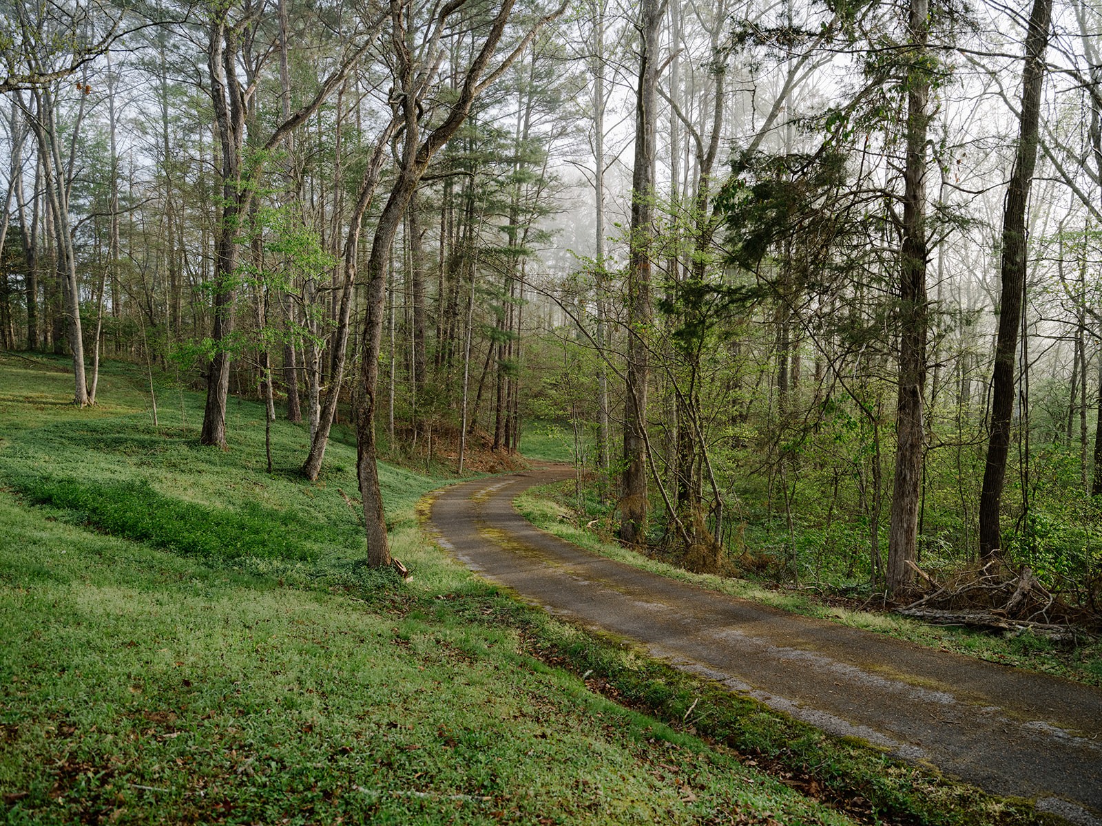 846 R Wilkerson Drive Centerville, TN 37033 - Photo 18 of 68 a view of a forest