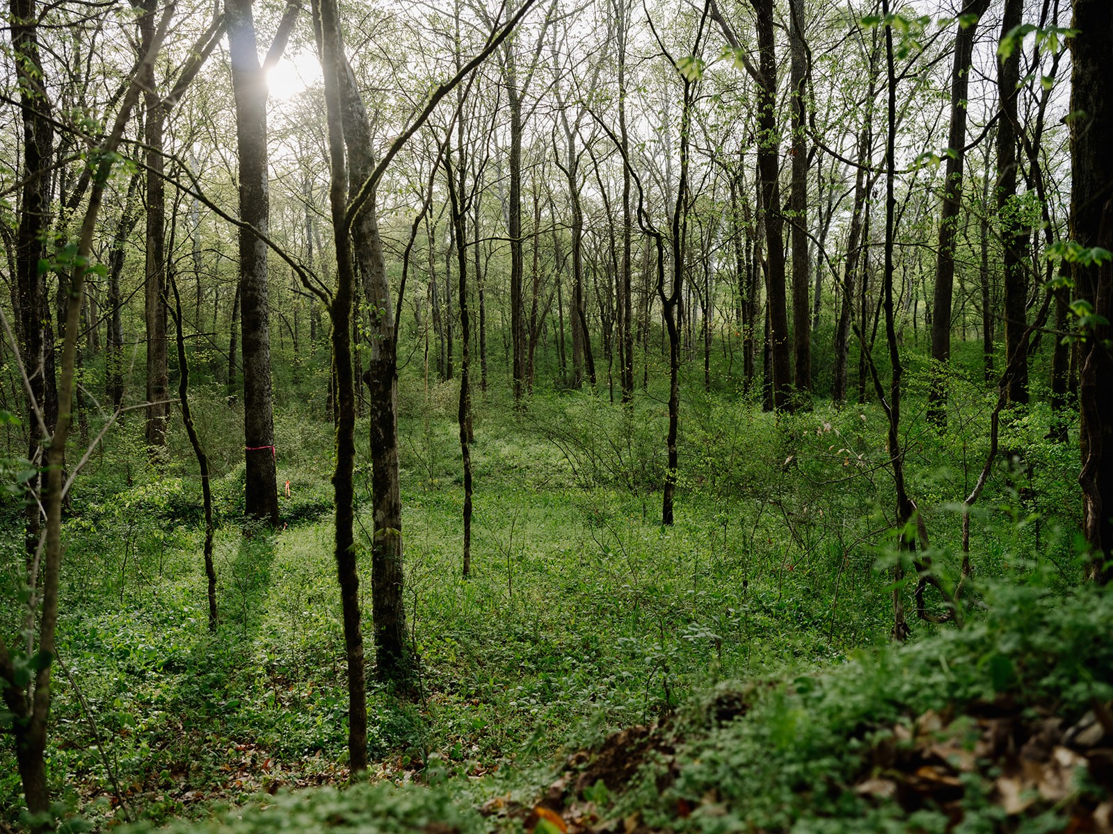 846 R Wilkerson Drive Centerville, TN 37033 - Photo 21 of 68 a view of forest
