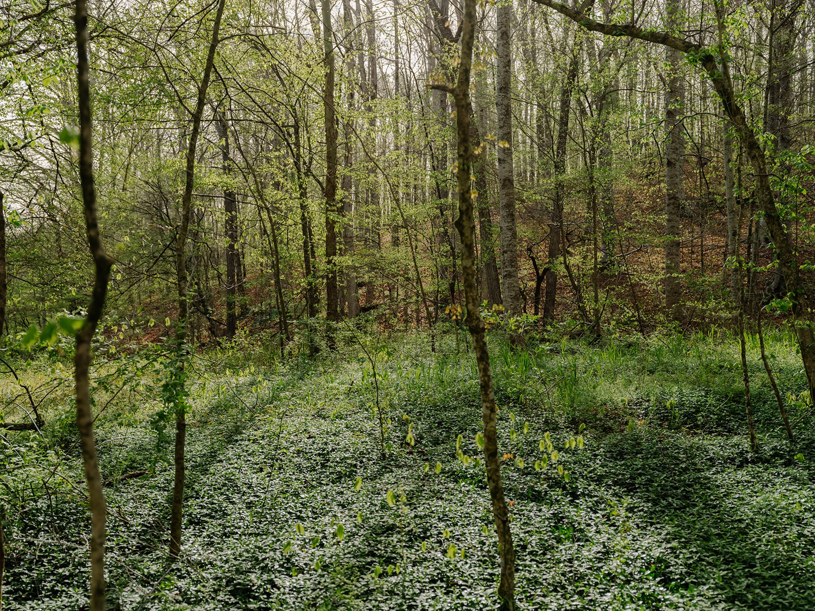 846 R Wilkerson Drive Centerville, TN 37033 - Photo 27 of 68 a view of a yard with plants and large trees