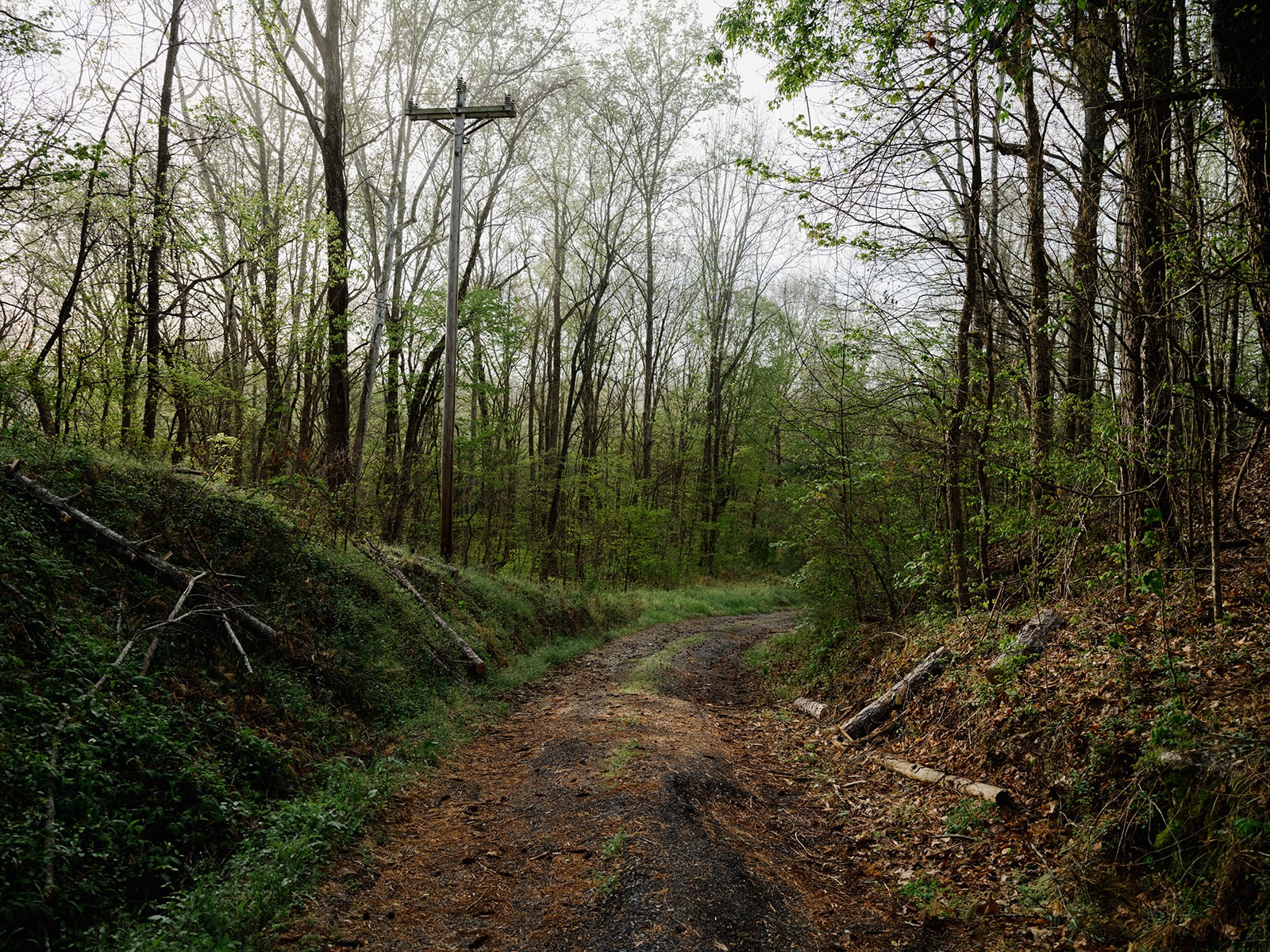 846 R Wilkerson Drive Centerville, TN 37033 - Photo 54 of 68 a view of a forest with trees