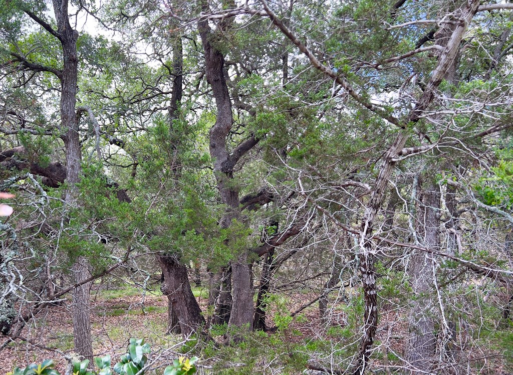 Tbd - Lot 43 A Tbd - Road, Unit 43A Blanco, TX 78606 - Photo 8 of 9 a backyard of a house with lots of trees