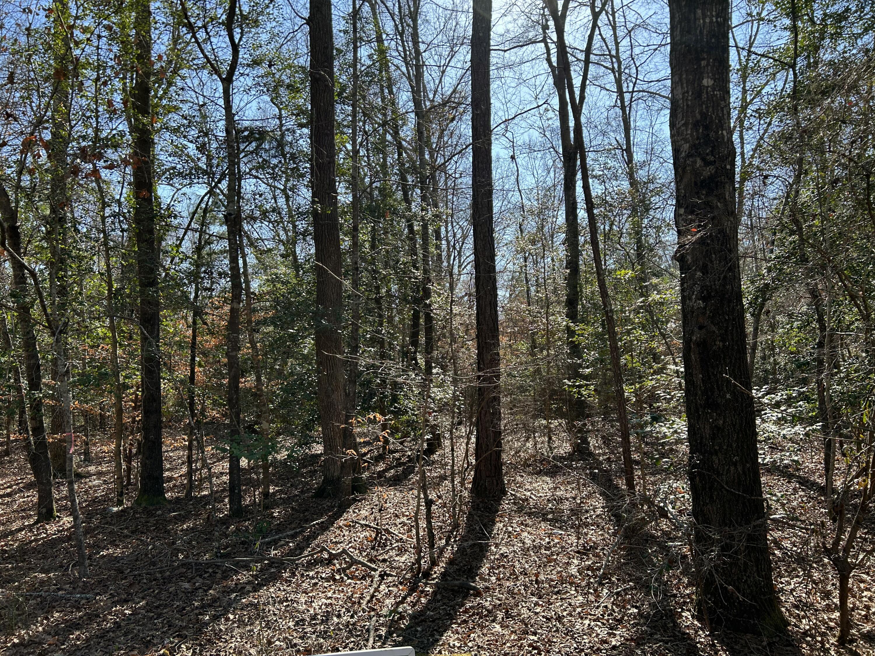 Lot 88 Coach Road Cheraw, SC 29520 - Photo 4 of 5 IMG_0634