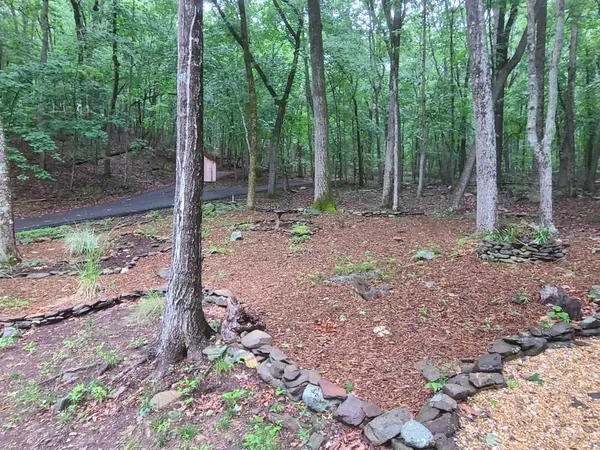 a view of a forest with trees in the background