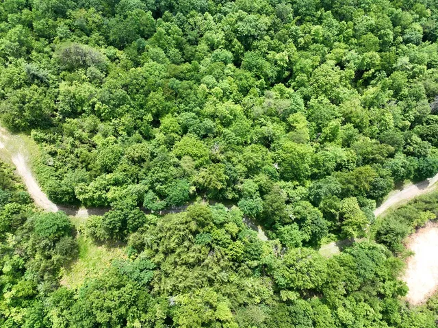 a view of a lush green forest