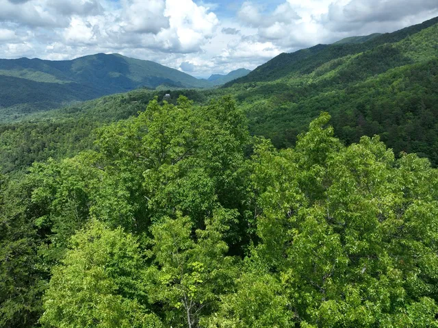 a view of a lush green space