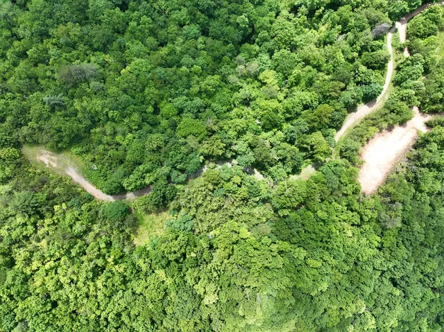 a view of a lush green forest with lots of trees