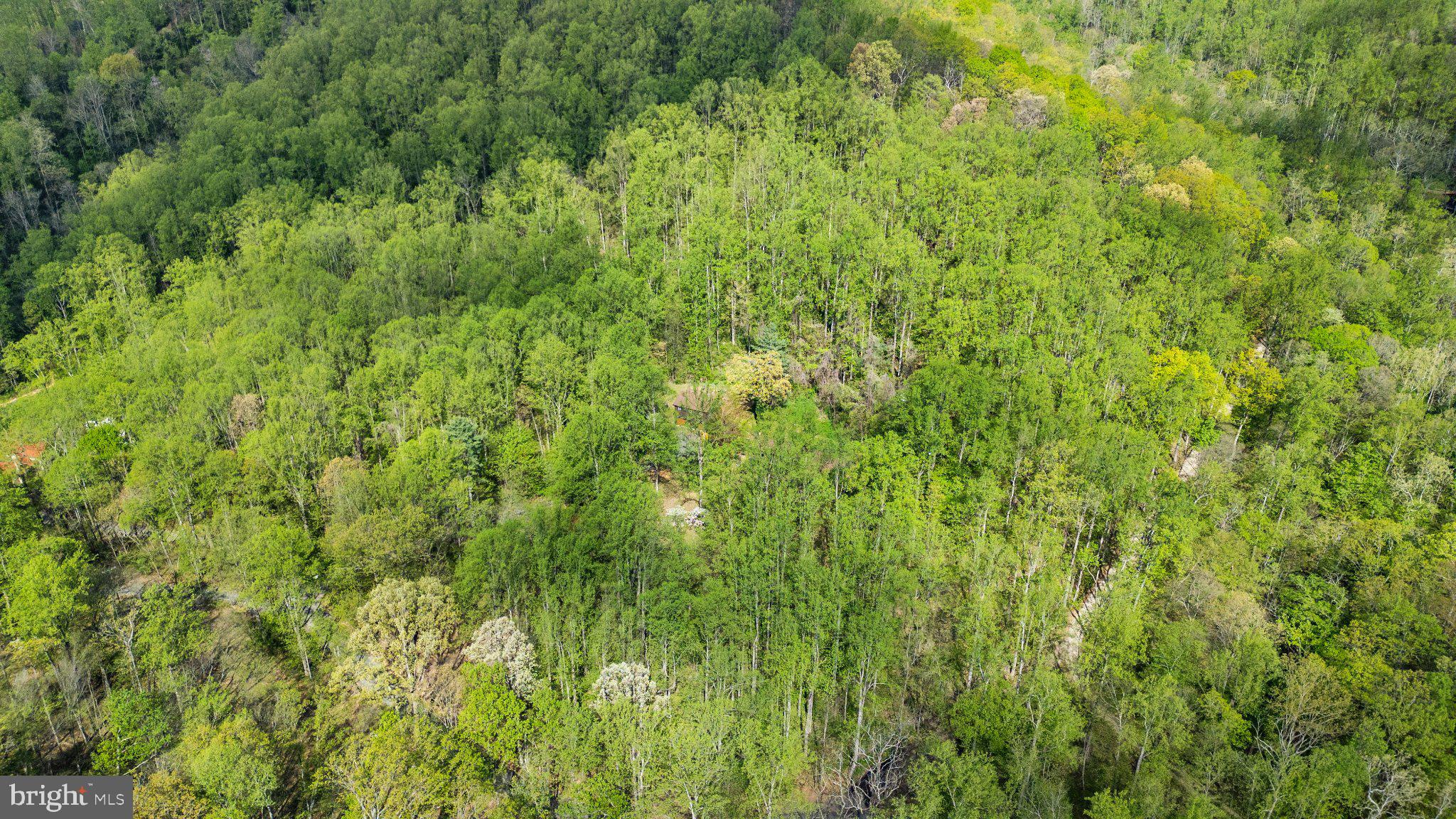 902 Harris Hollow Road Washington, VA 22747 - Photo 49 of 54 a view of a lush green forest