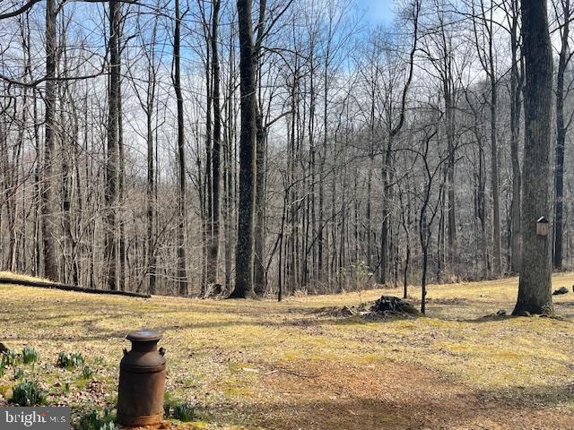 902 Harris Hollow Road Washington, VA 22747 - Photo 5 of 9 Serene woodland retreat in early spring.