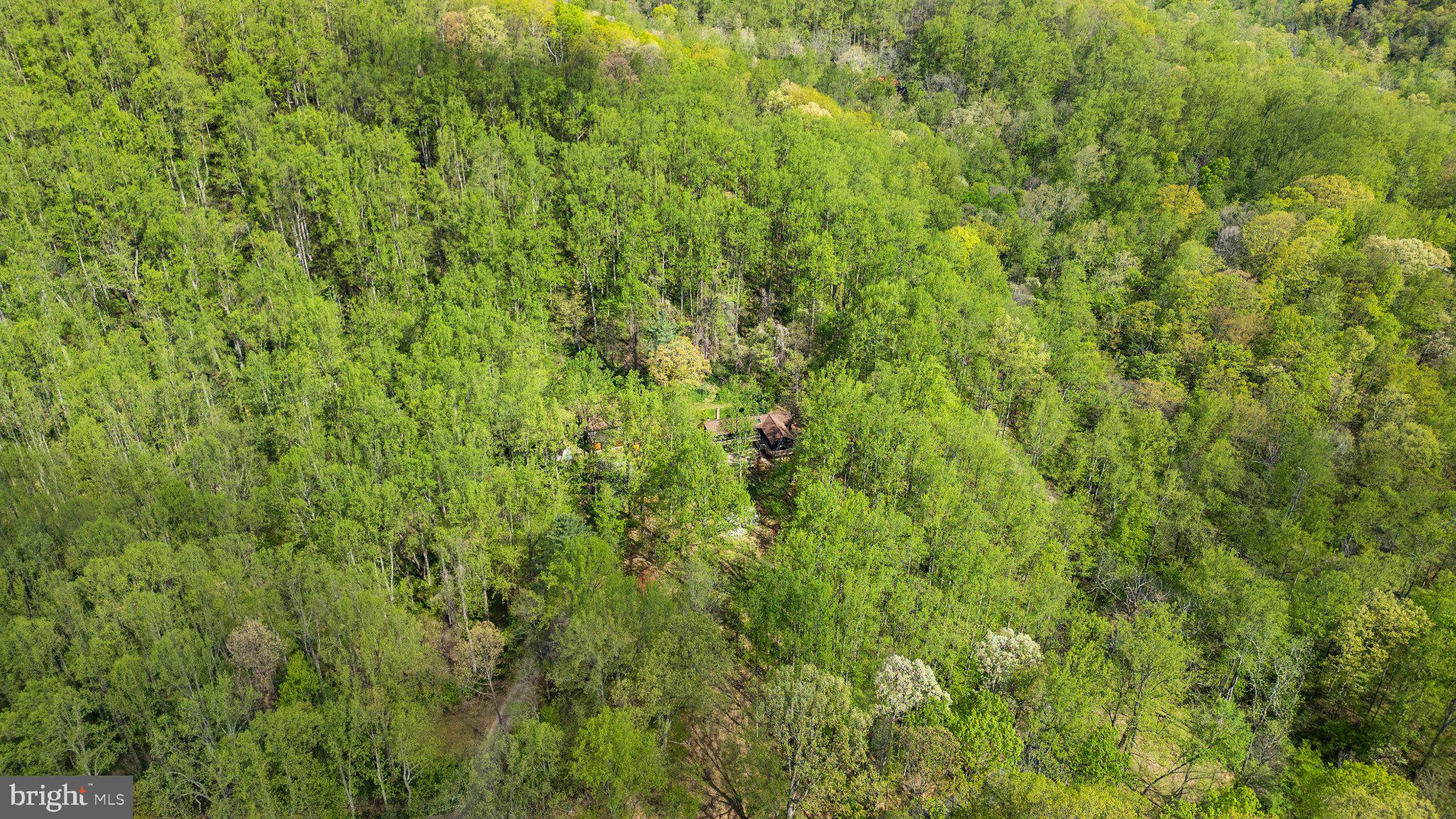 902 Harris Hollow Road Washington, VA 22747 - Photo 50 of 54 Secluded retreat amidst lush greenery.