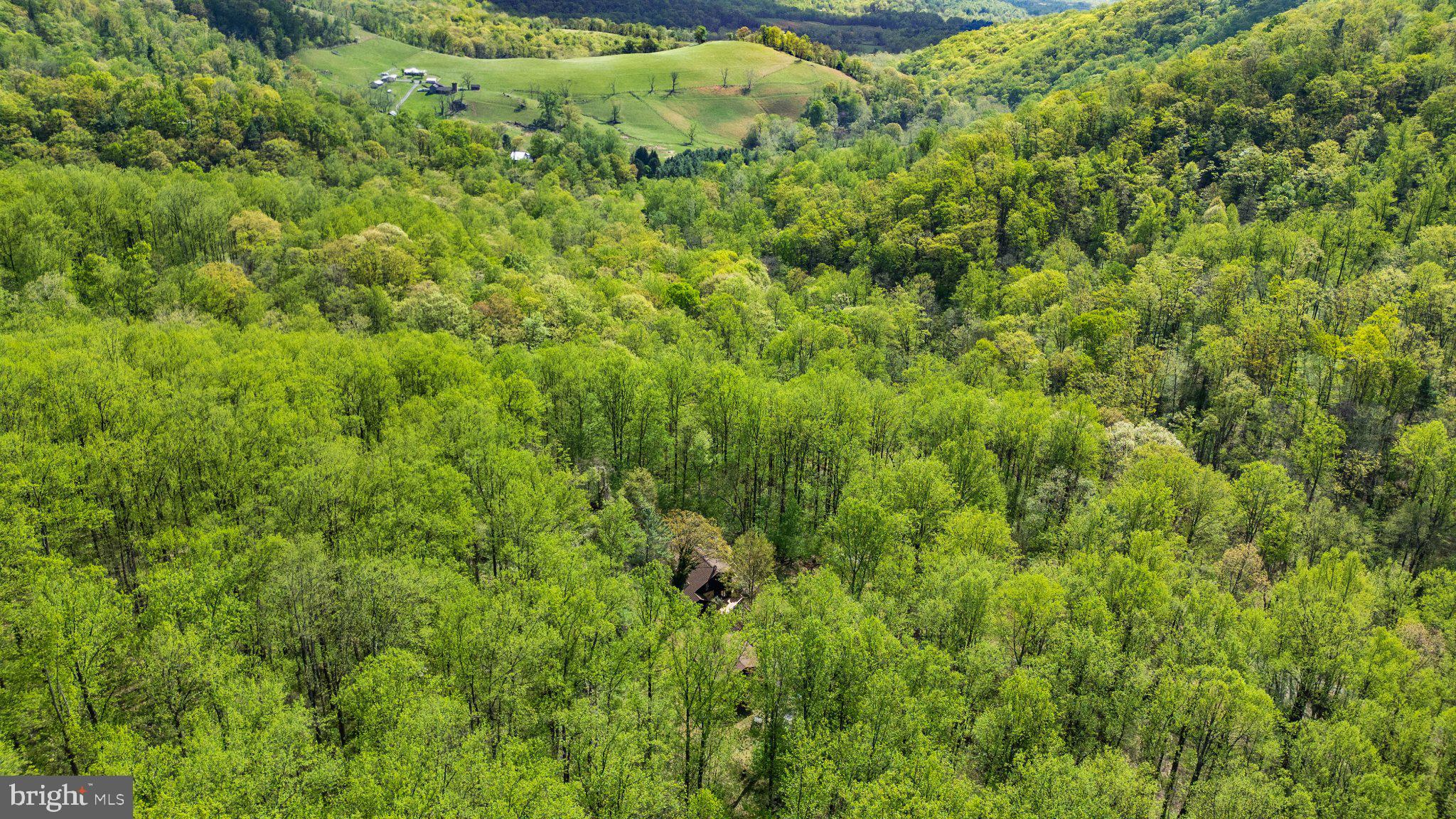 902 Harris Hollow Road Washington, VA 22747 - Photo 51 of 54 a view of a lush green forest