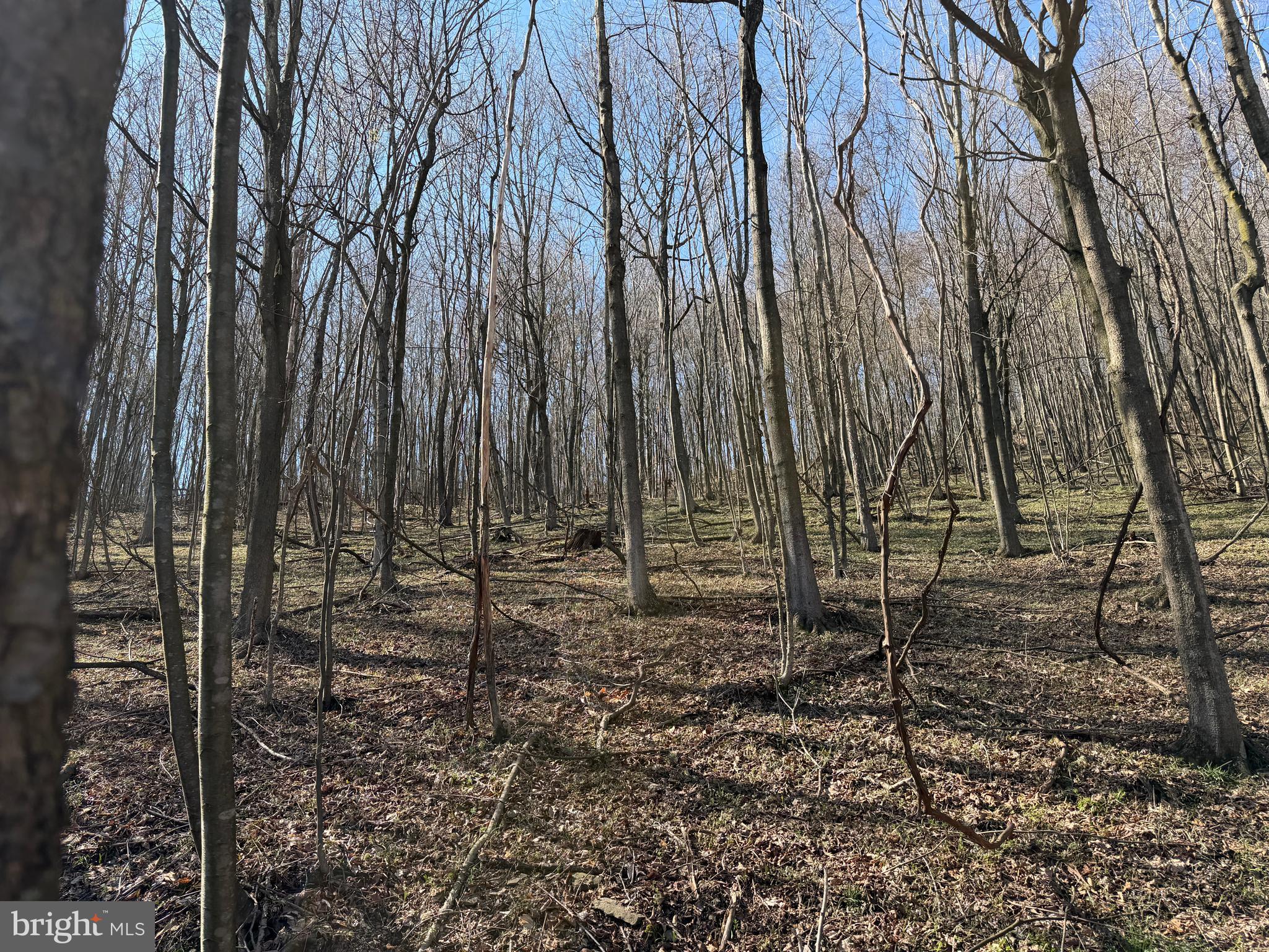 129-acres Black Hollow Road Schellsburg, PA 15559 - Photo 50 of 72 a view of a backyard