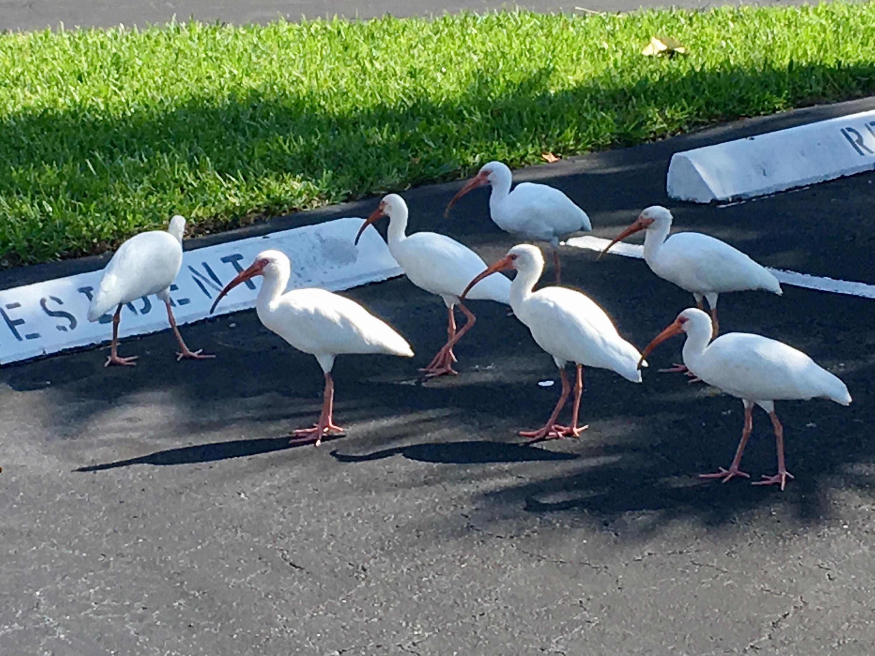22357 Southwest 57th Circle Boca Raton, FL 33428 - Photo 15 of 36 Two Parking Spaces
