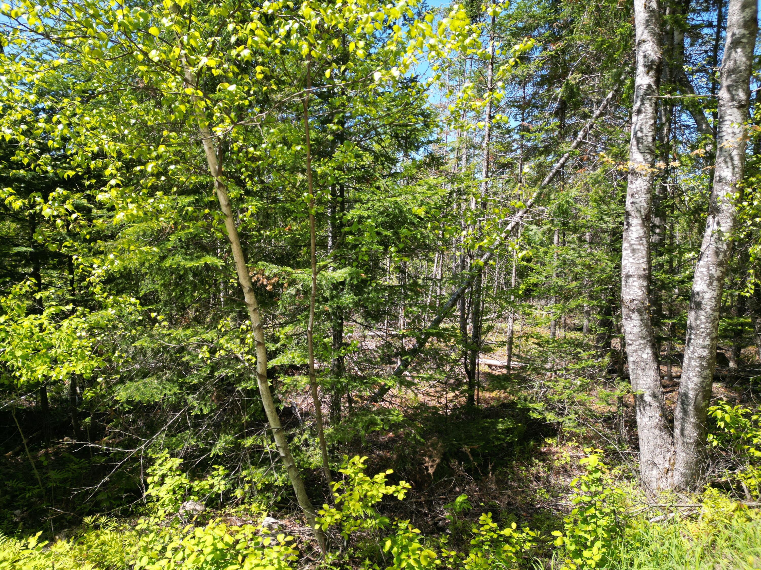 Lot 5 Fogg Brook Road Lowell, ME 04493 - Photo 8 of 18 DJI_0961