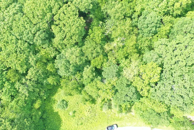 a view of a big yard with plants and large trees