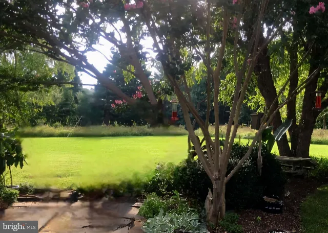 a view of a yard with an tree