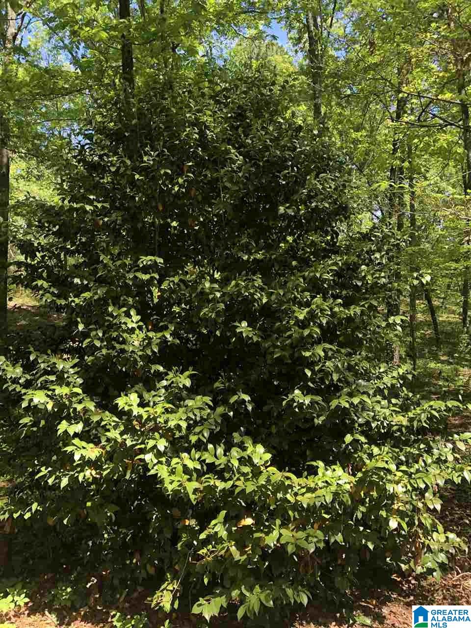 111 County Road 111 Montevallo, AL 35115 - Photo 42 of 46