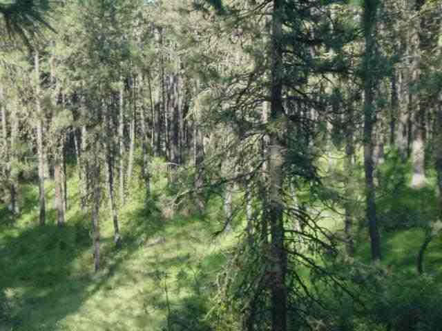 19615 South Yale Road Valleyford, WA 99036 - Photo 2 of 6