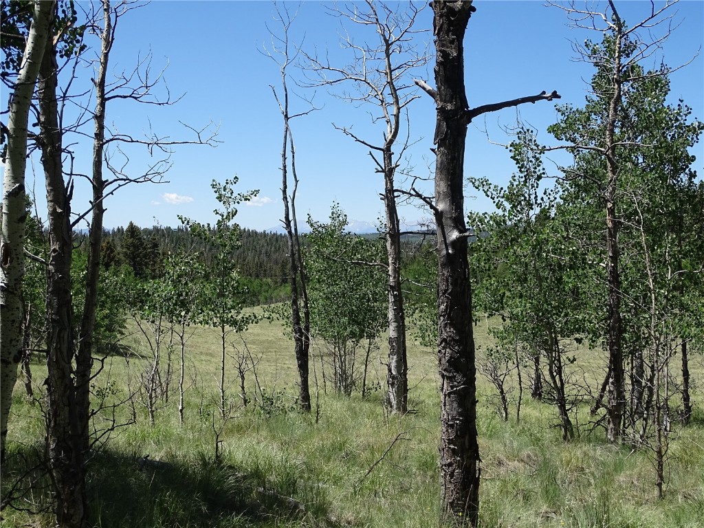 782 Bow String Road Como, CO 80456 - Photo 3 of 22 a view of a yard