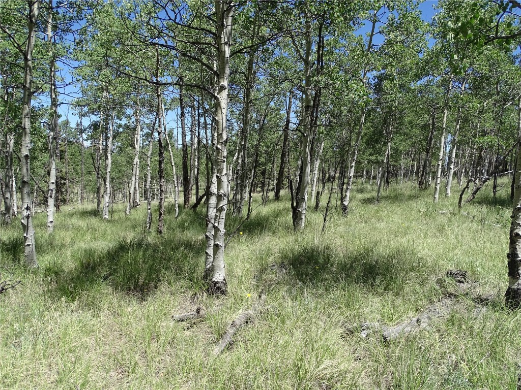 782 Bow String Road Como, CO 80456 - Photo 6 of 22 a view of a lush green forest with lots of trees