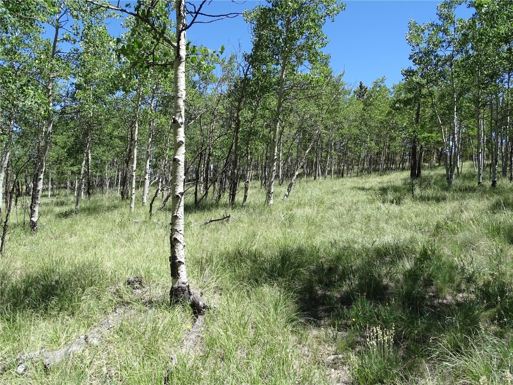 782 Bow String Road Como, CO 80456 - Photo 7 of 22 a view of a lush green forest