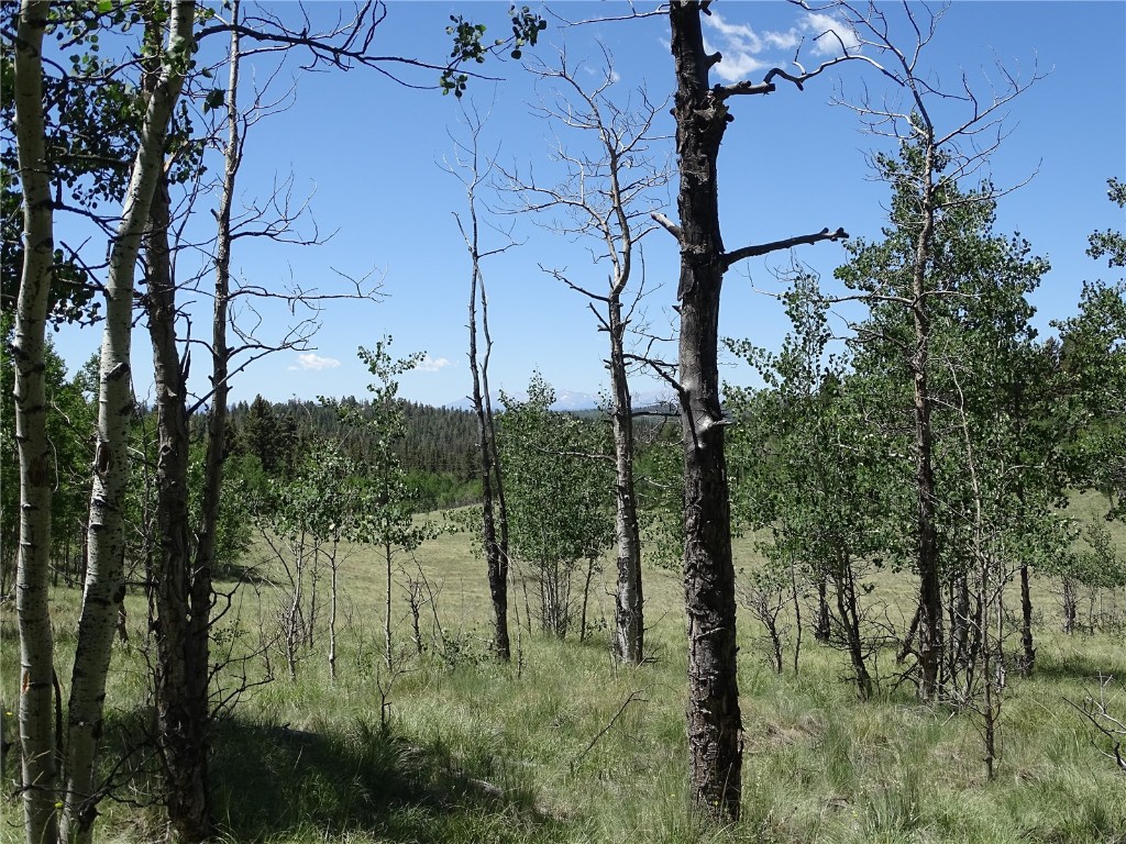 782 Bow String Road Como, CO 80456 - Photo 9 of 22 a backyard of a house with lots of green space