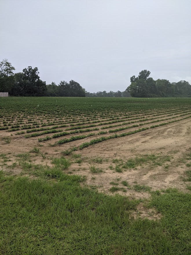 0 Ed Tolar Road Pansey, AL 36370 - Photo 6 of 7