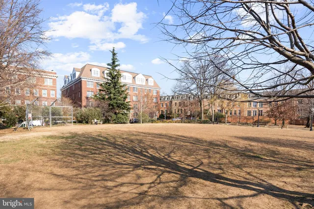 a street view with large trees