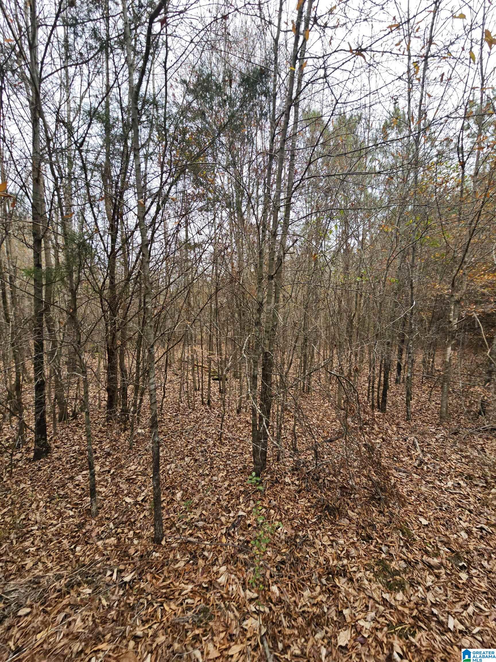 0 County Road 724 Calera, AL 35040 - Photo 3 of 18