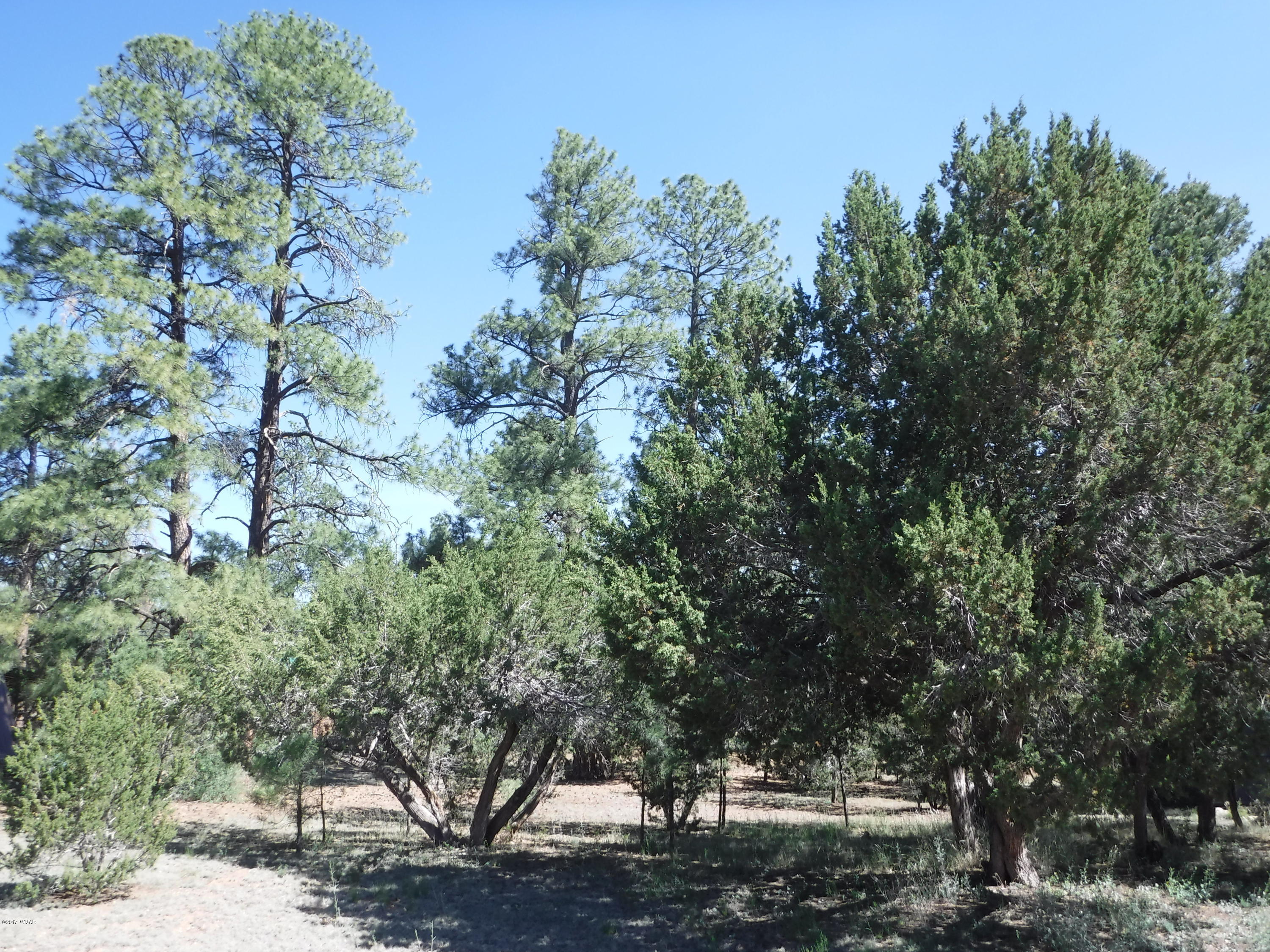 1928 Chevelon Road Overgaard, AZ 85933 - Photo 3 of 6 a view of a tree in a yard