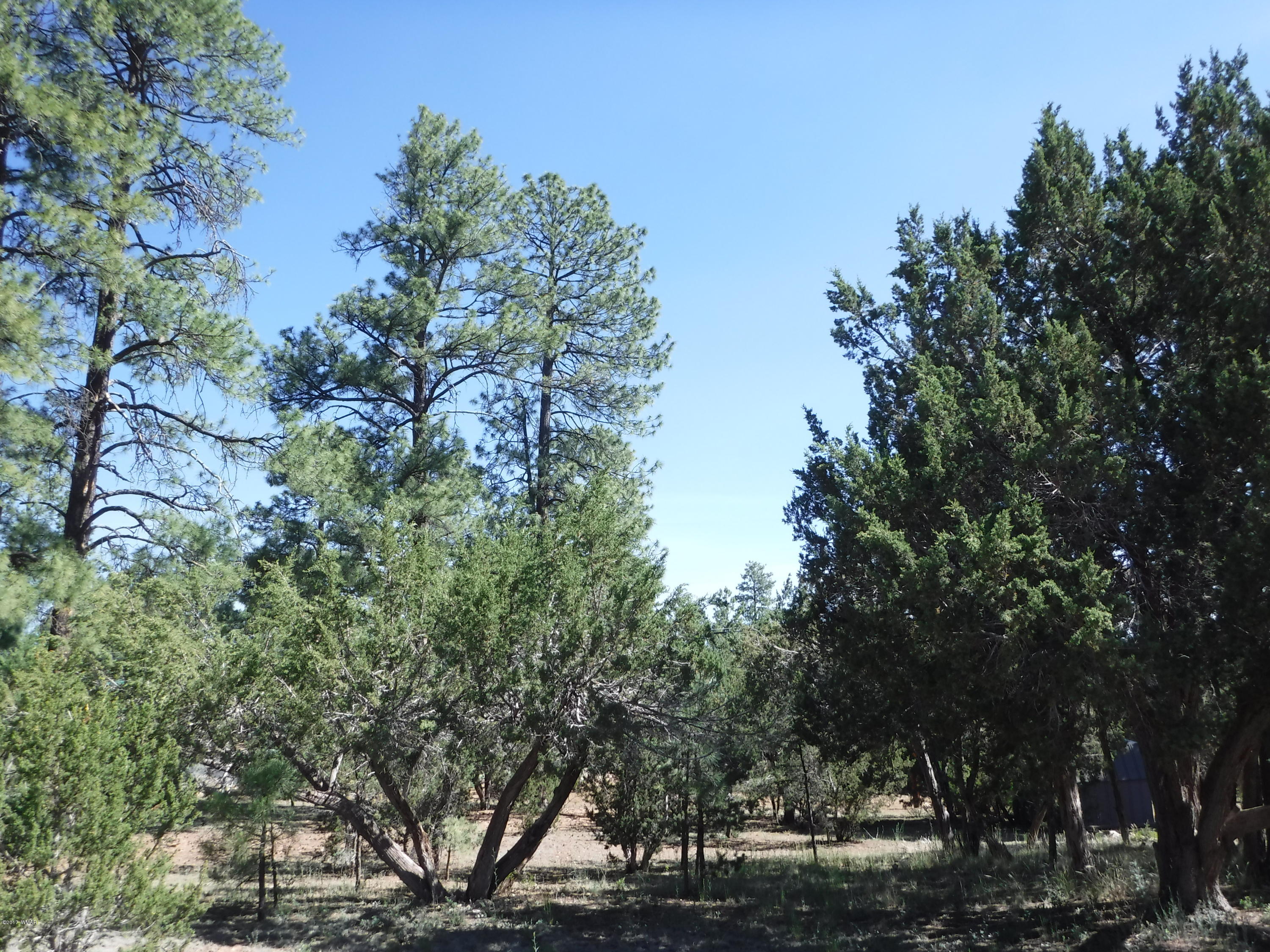 1928 Chevelon Road Overgaard, AZ 85933 - Photo 4 of 6 a view of a trees in a yard