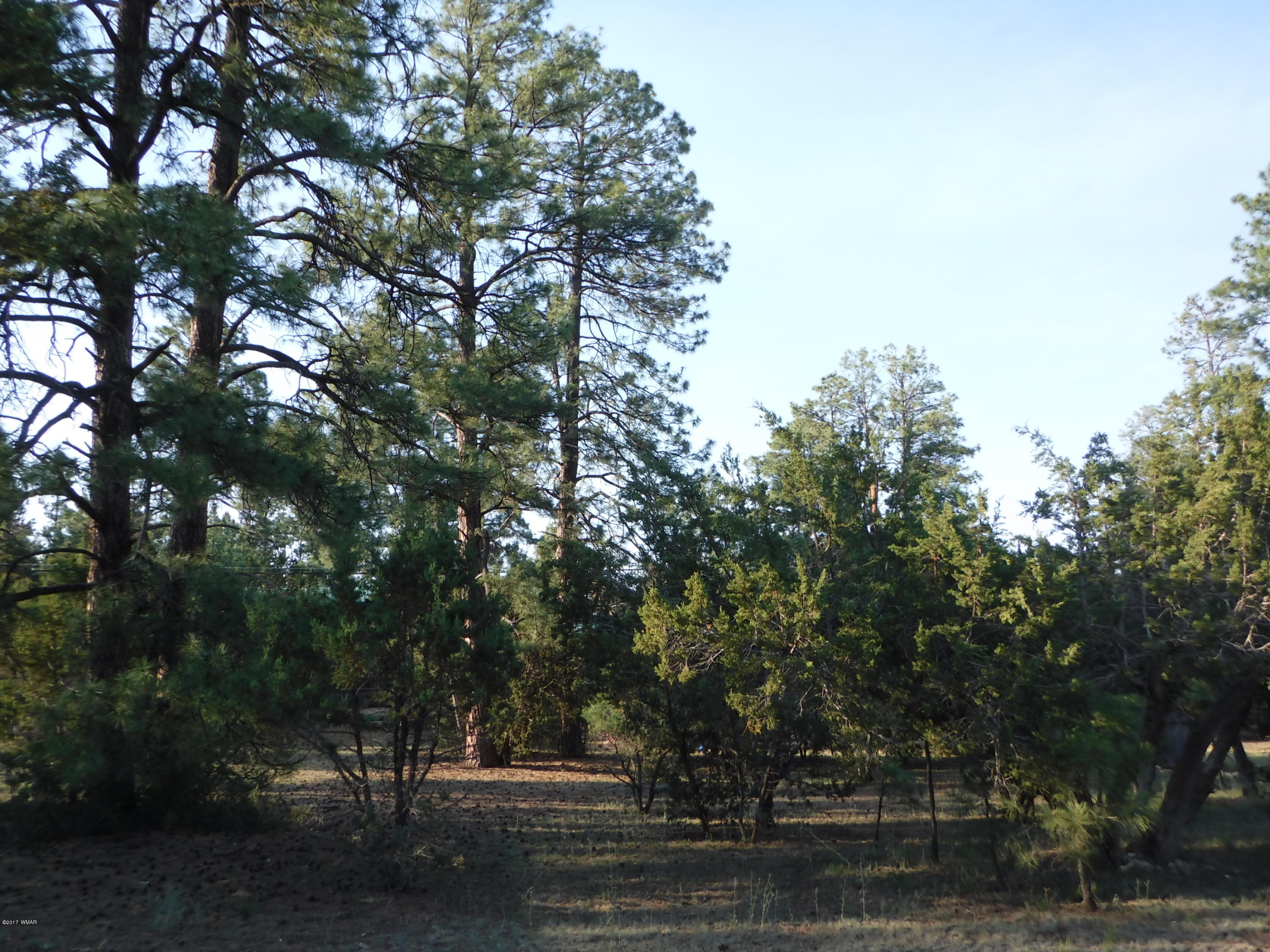 1928 Chevelon Road Overgaard, AZ 85933 - Photo 6 of 6 a tree in the middle of a yard