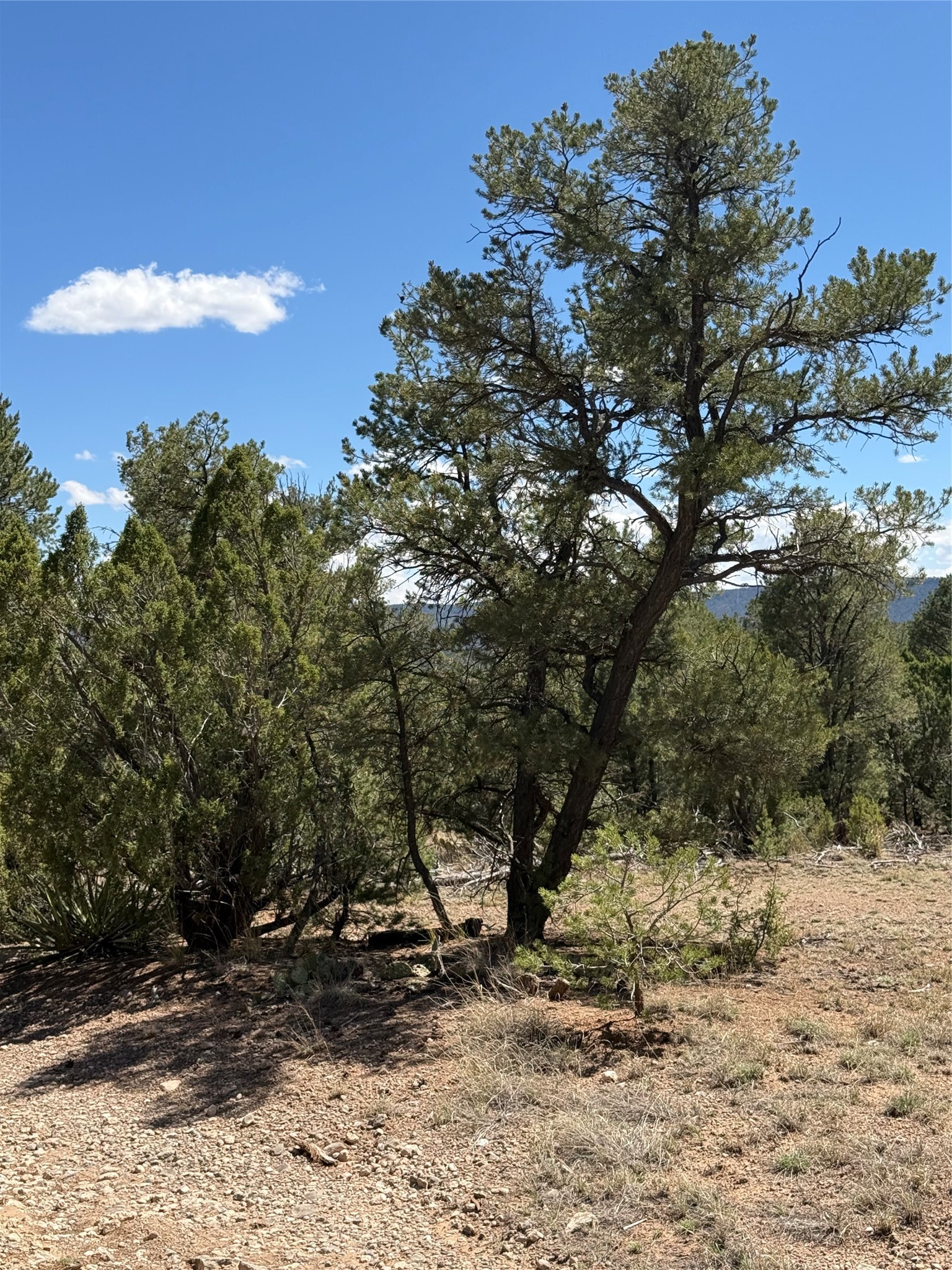 174 Hidden Valley Ranch Road Ilfeld, NM 87538 - Photo 9 of 30