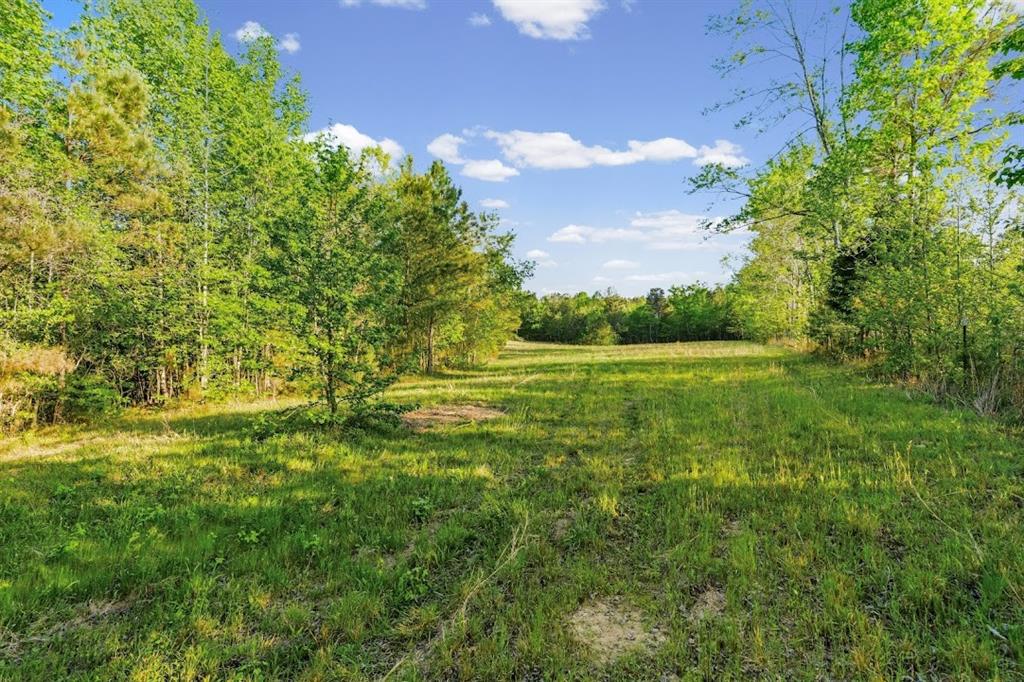 2239 Cross Roads Church Road Buchanan, GA 30113 - Photo 12 of 53 a view of yard with green space