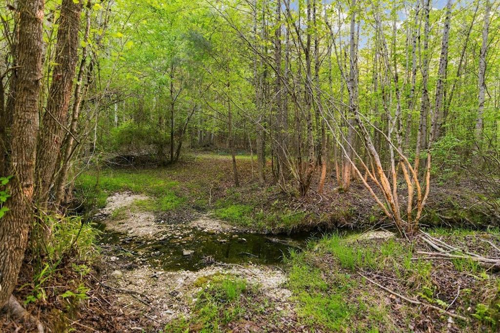 2239 Cross Roads Church Road Buchanan, GA 30113 - Photo 10 of 53 a view of a lush green forest