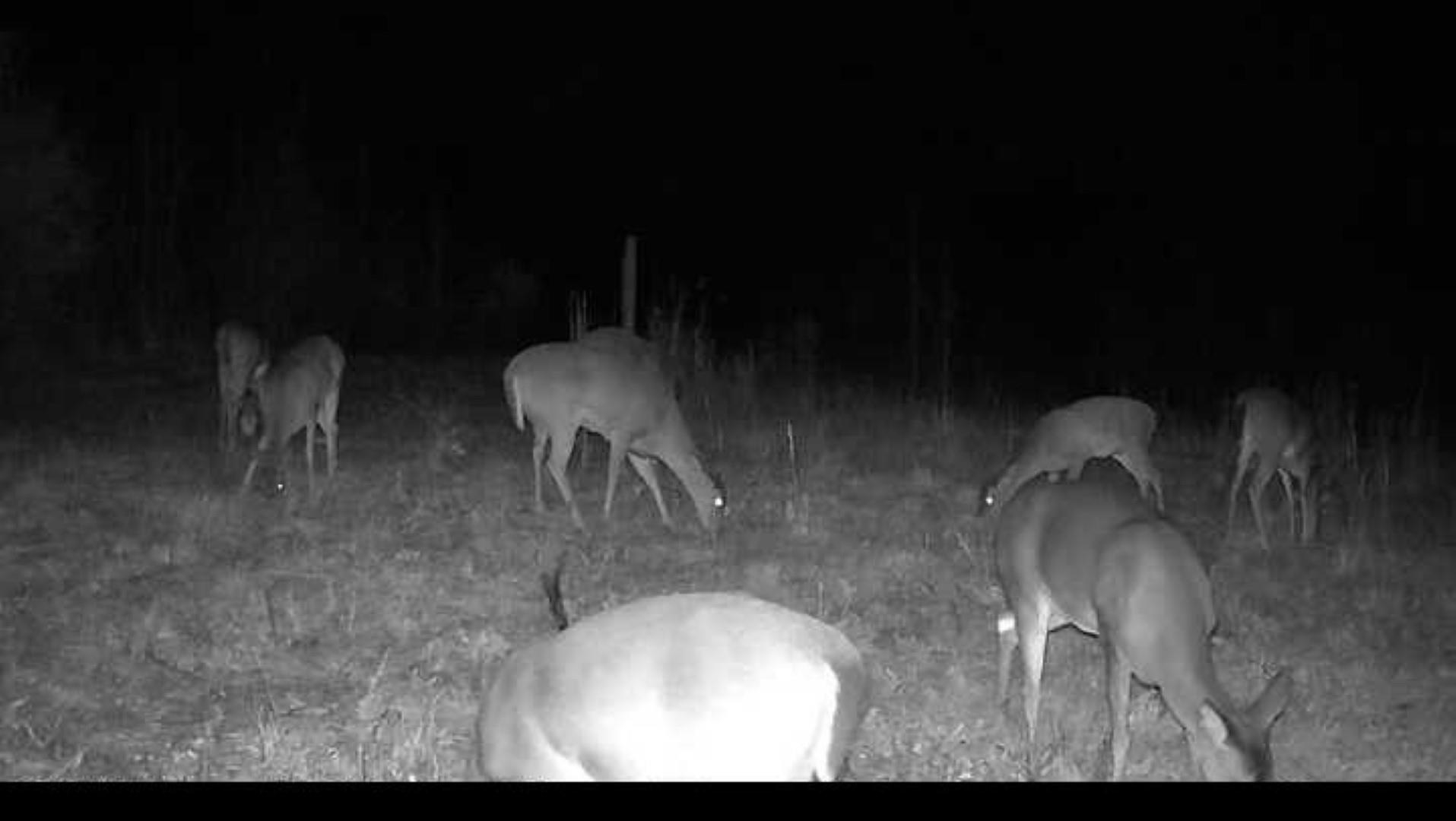 14019 Neeley Ferry Road Waterloo, SC 29384 - Photo 13 of 14