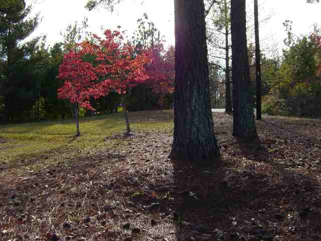 131 Griggs Road Six Mile, SC 29682 - Photo 8 of 8 Gallery Image 8