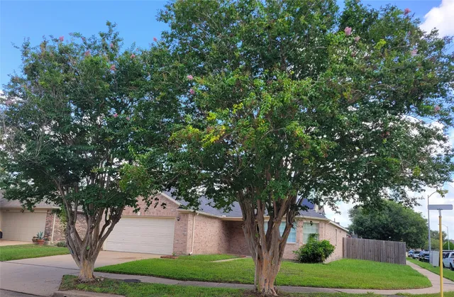 a tree in a yard with a tree