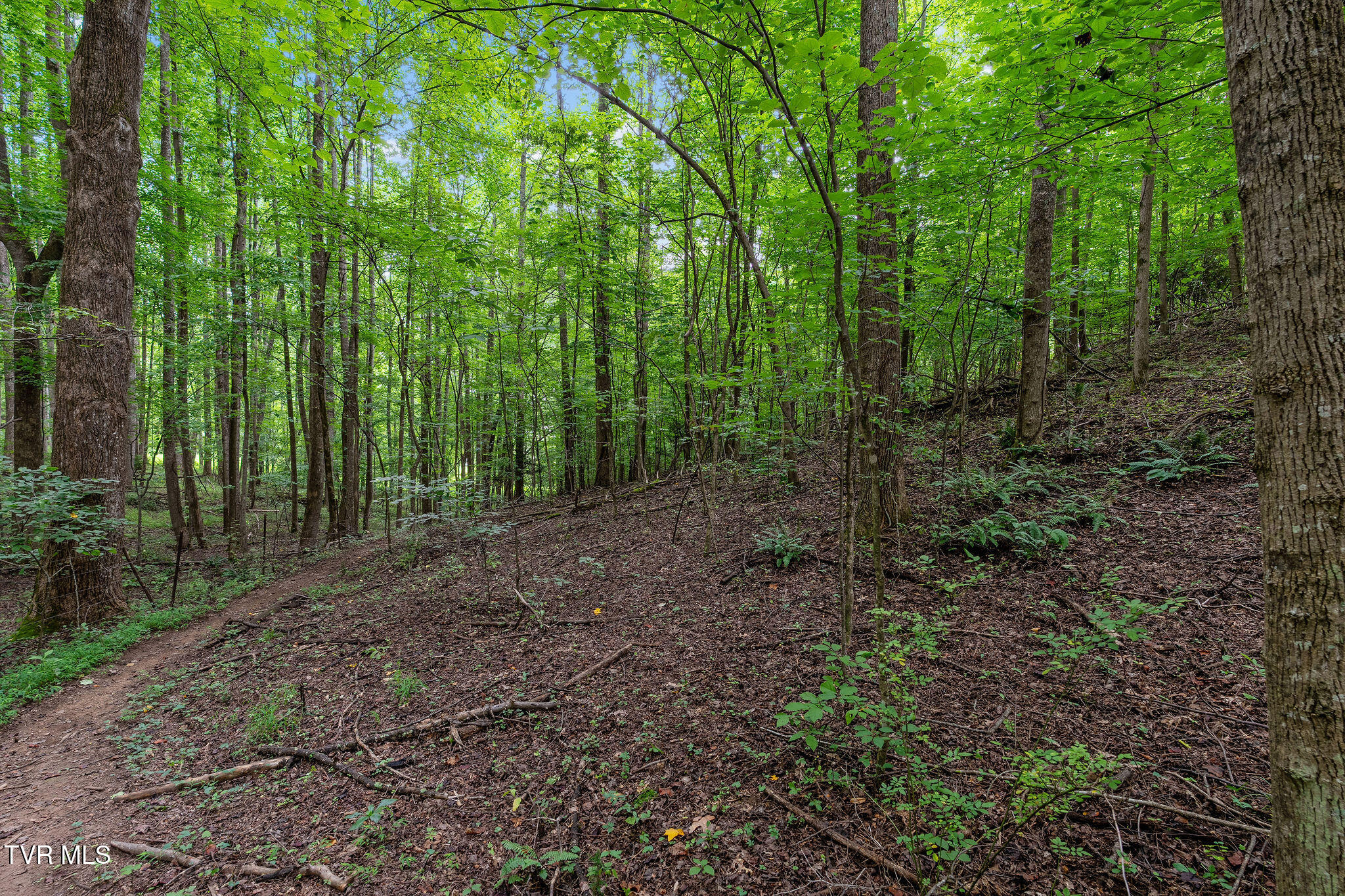 1523 Whispering Pines Road Johnson City, TN 37601 - Photo 32 of 33 DSC05015