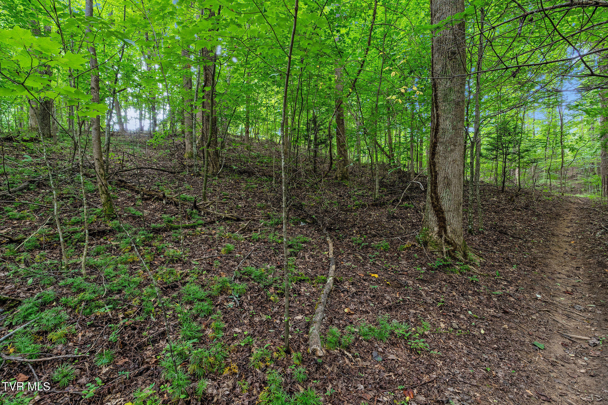 1523 Whispering Pines Road Johnson City, TN 37601 - Photo 33 of 33 DSC05025