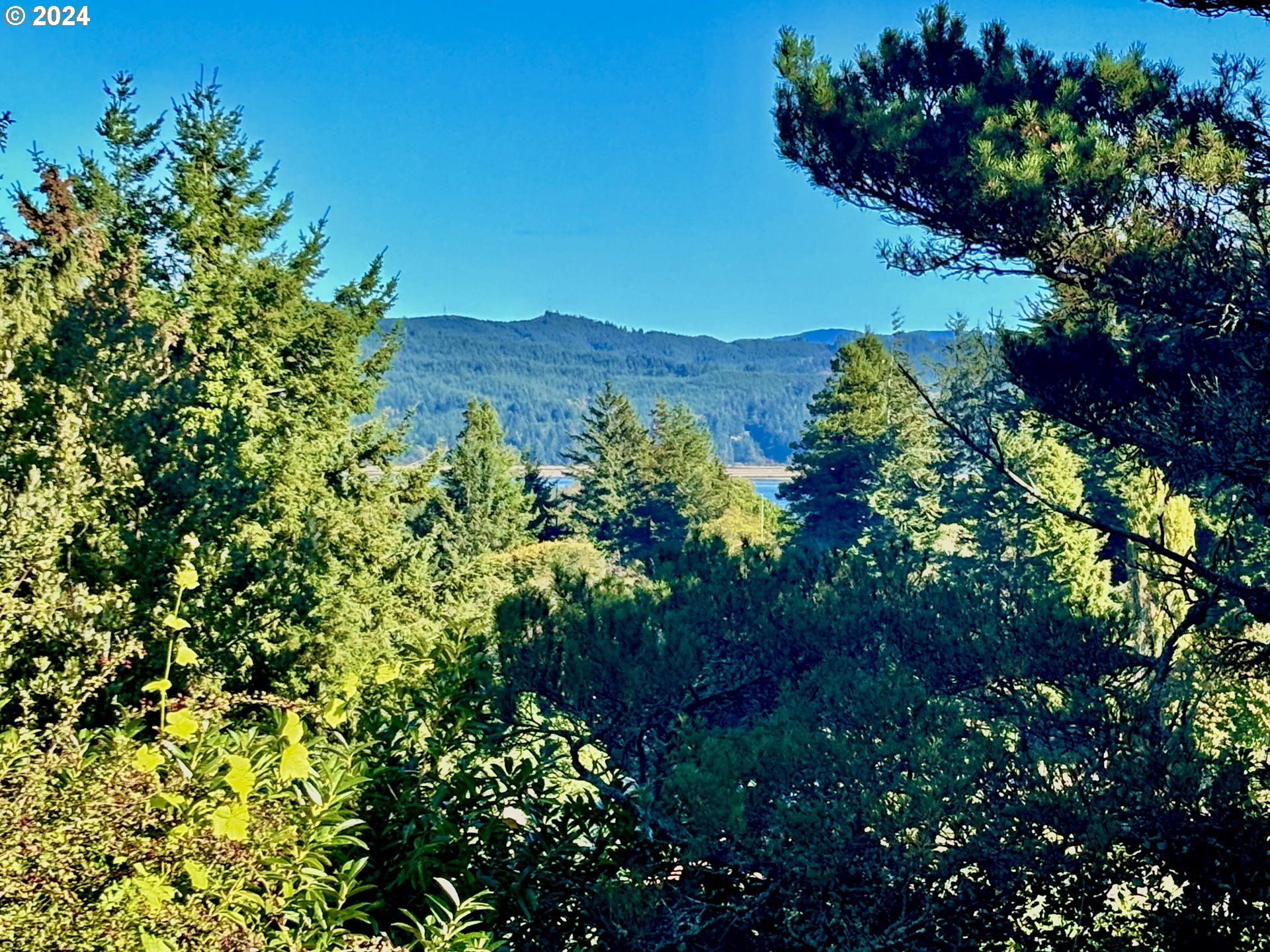 1160 North 10th Street Coos Bay, OR 97420 - Photo 41 of 42 a view of a bunch of flowers