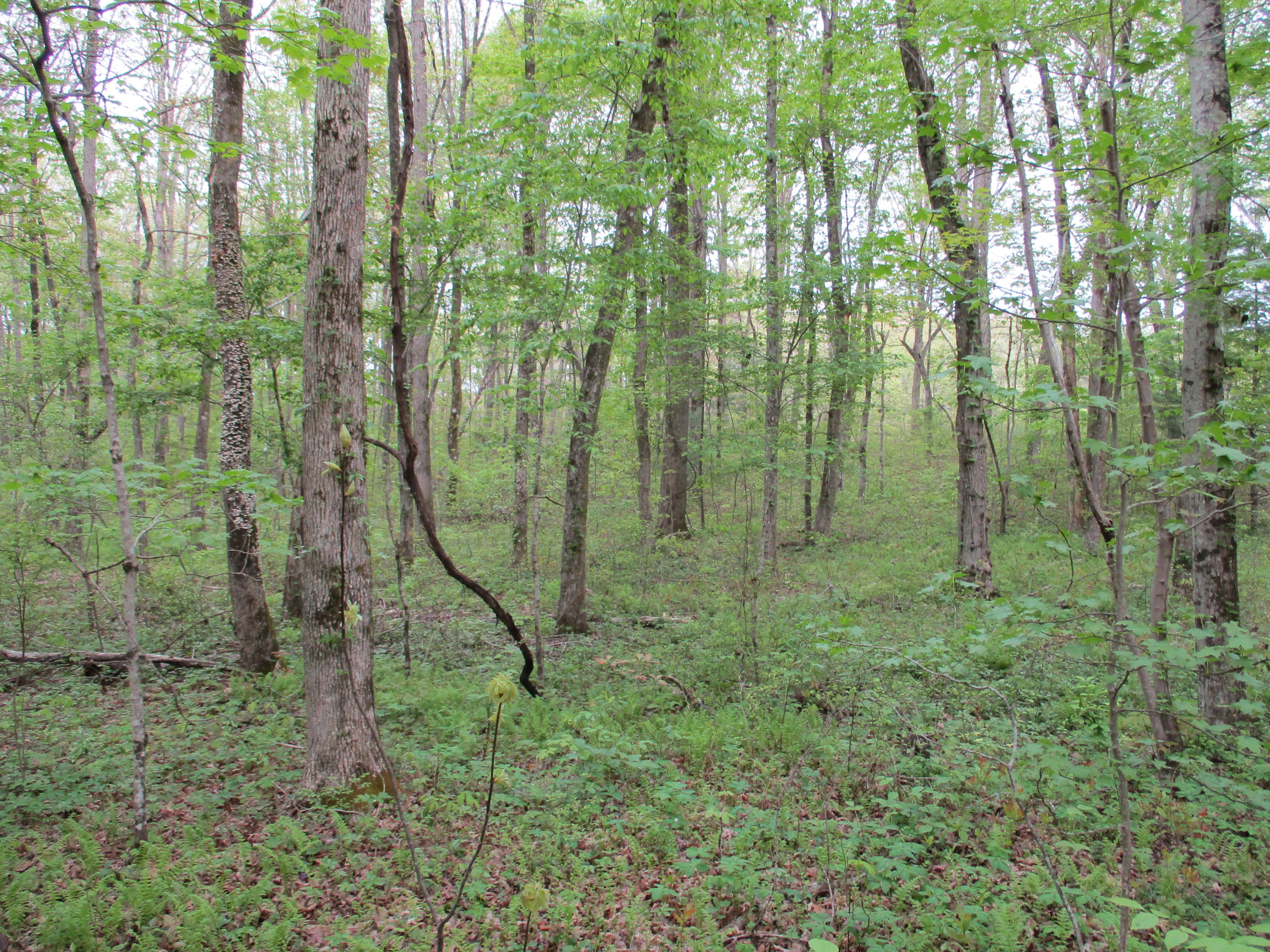 0 Kerley Road, Unit 1 Spring City, TN 37381 - Photo 11 of 24 IMG_0662