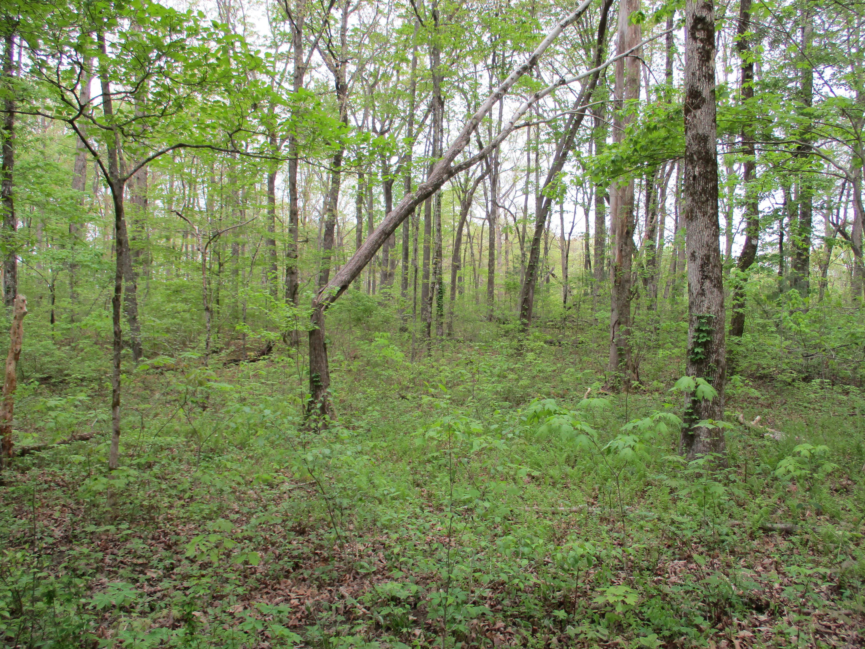 0 Kerley Road, Unit 1 Spring City, TN 37381 - Photo 12 of 24 IMG_0663