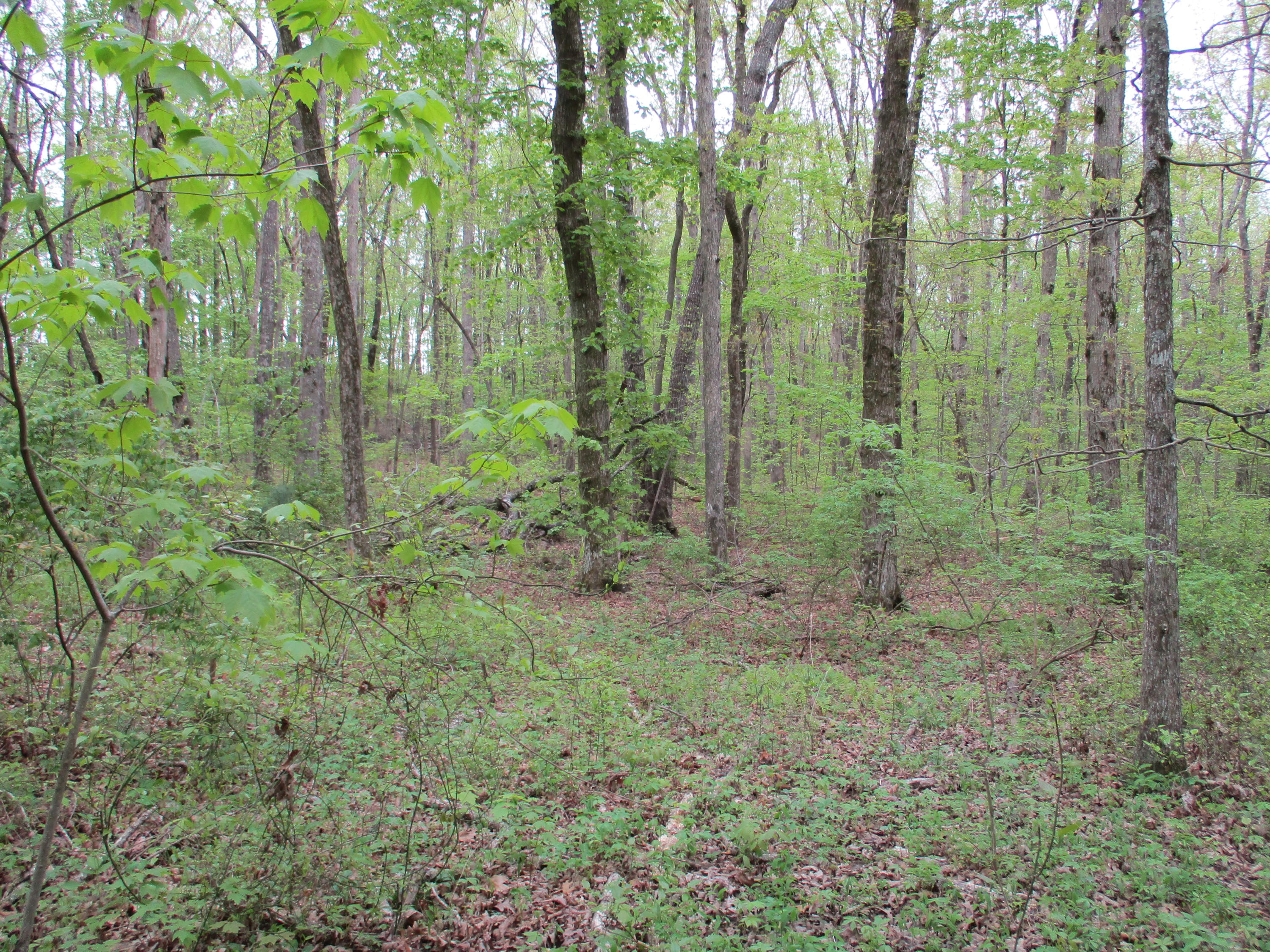 0 Kerley Road, Unit 1 Spring City, TN 37381 - Photo 13 of 24 IMG_0664