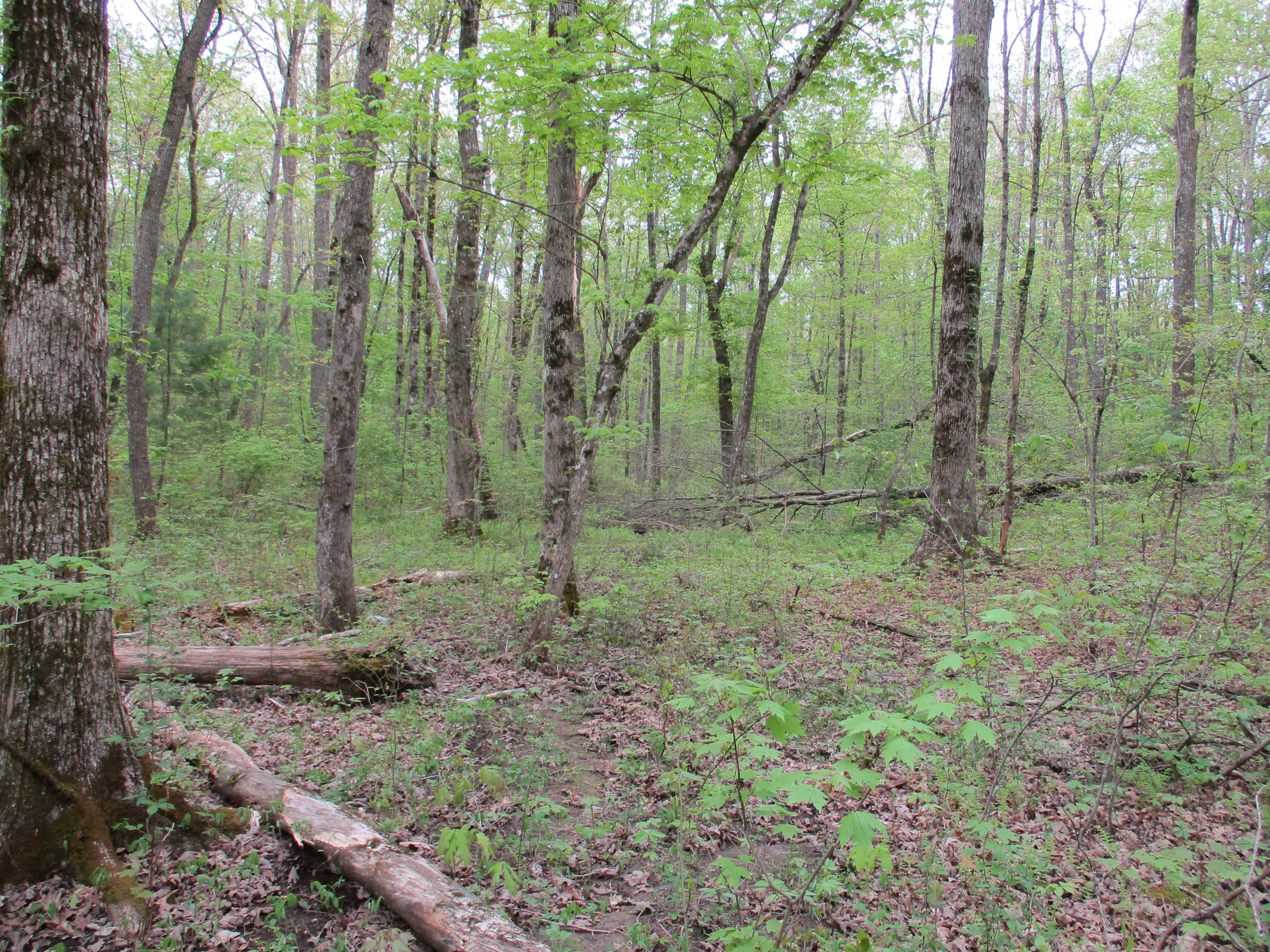0 Kerley Road, Unit 1 Spring City, TN 37381 - Photo 14 of 24 IMG_0665