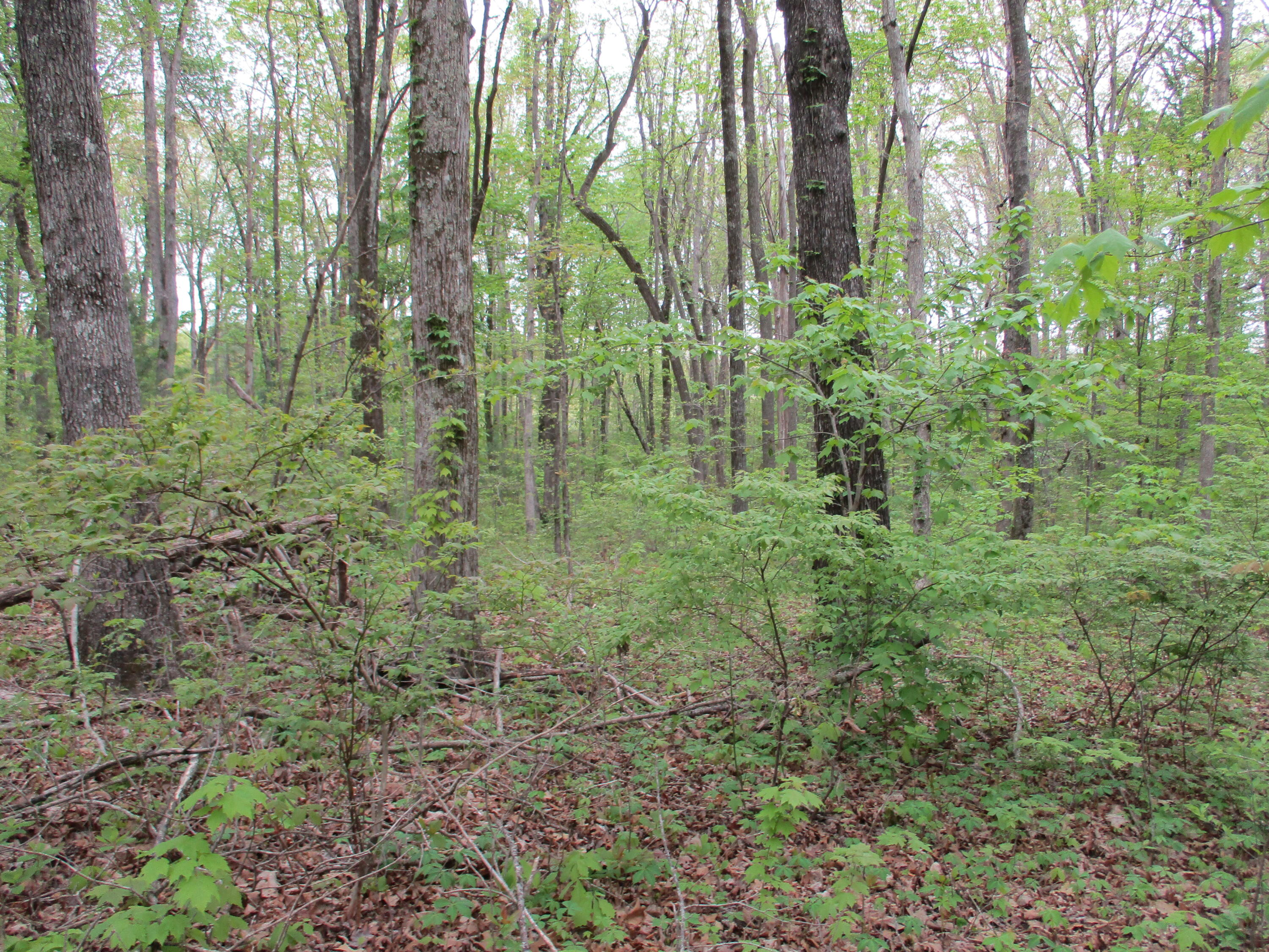0 Kerley Road, Unit 1 Spring City, TN 37381 - Photo 16 of 24 IMG_0667