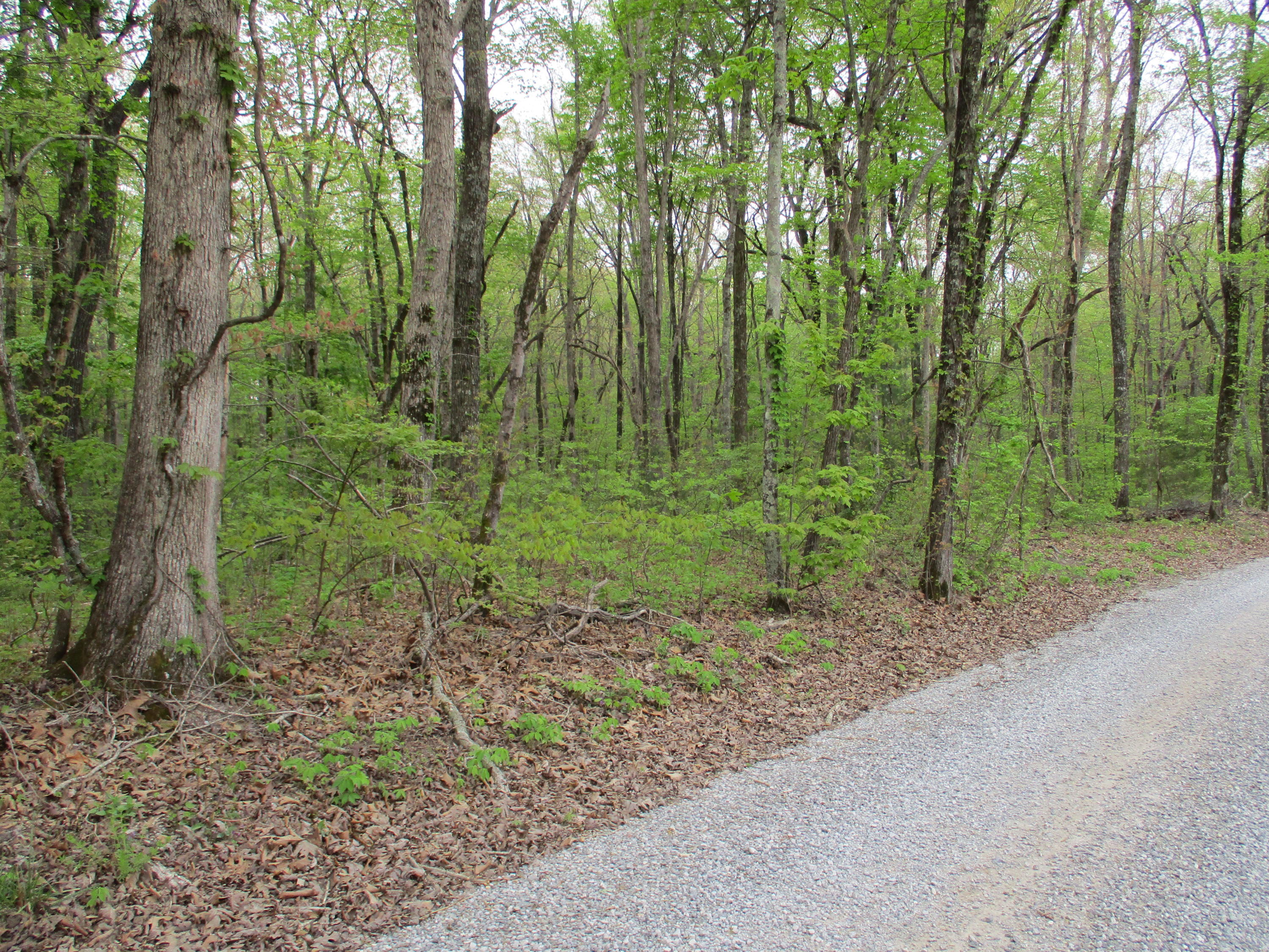 0 Kerley Road, Unit 1 Spring City, TN 37381 - Photo 18 of 24 IMG_0669
