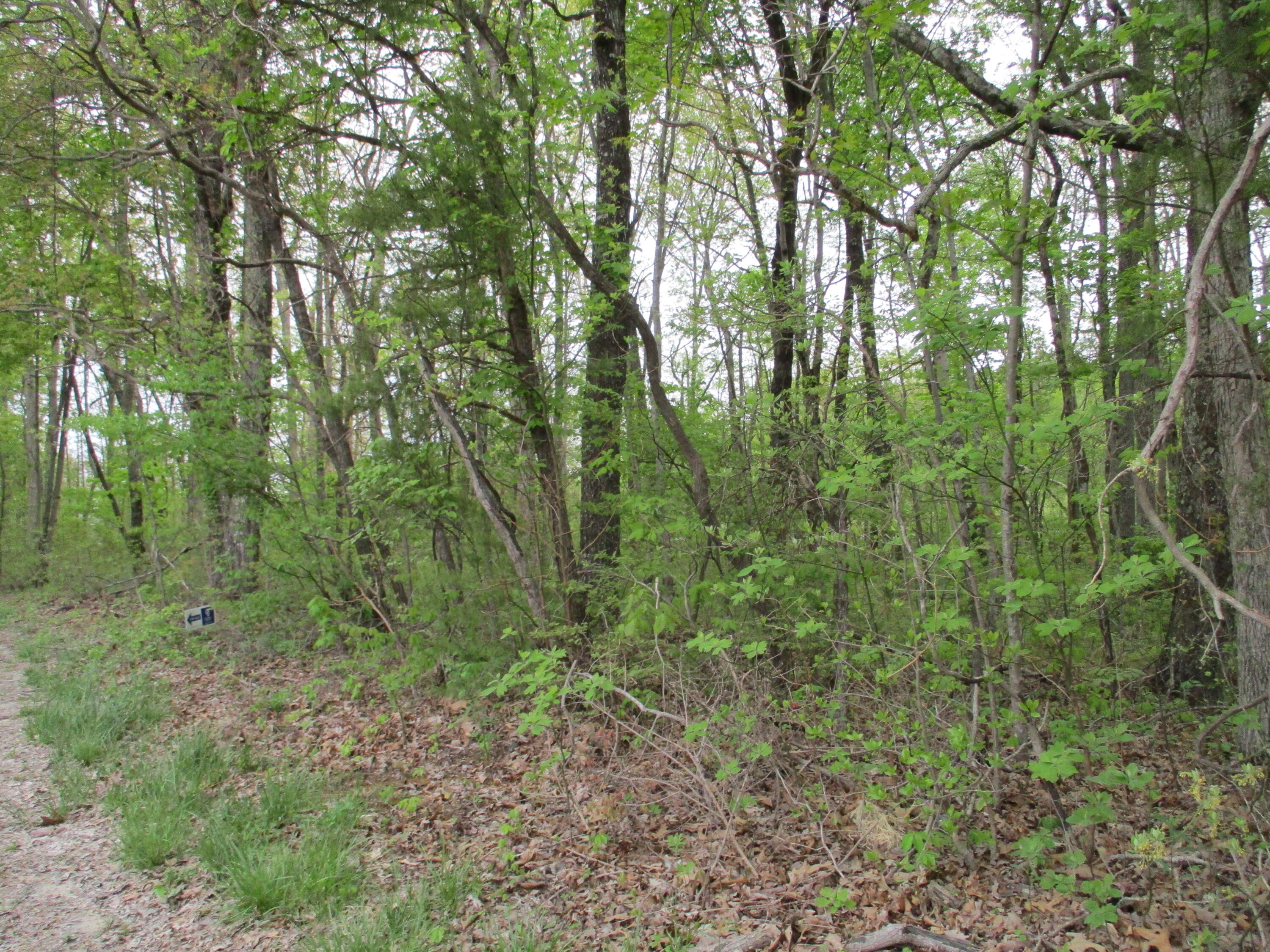 0 Kerley Road, Unit 1 Spring City, TN 37381 - Photo 19 of 24 IMG_0670
