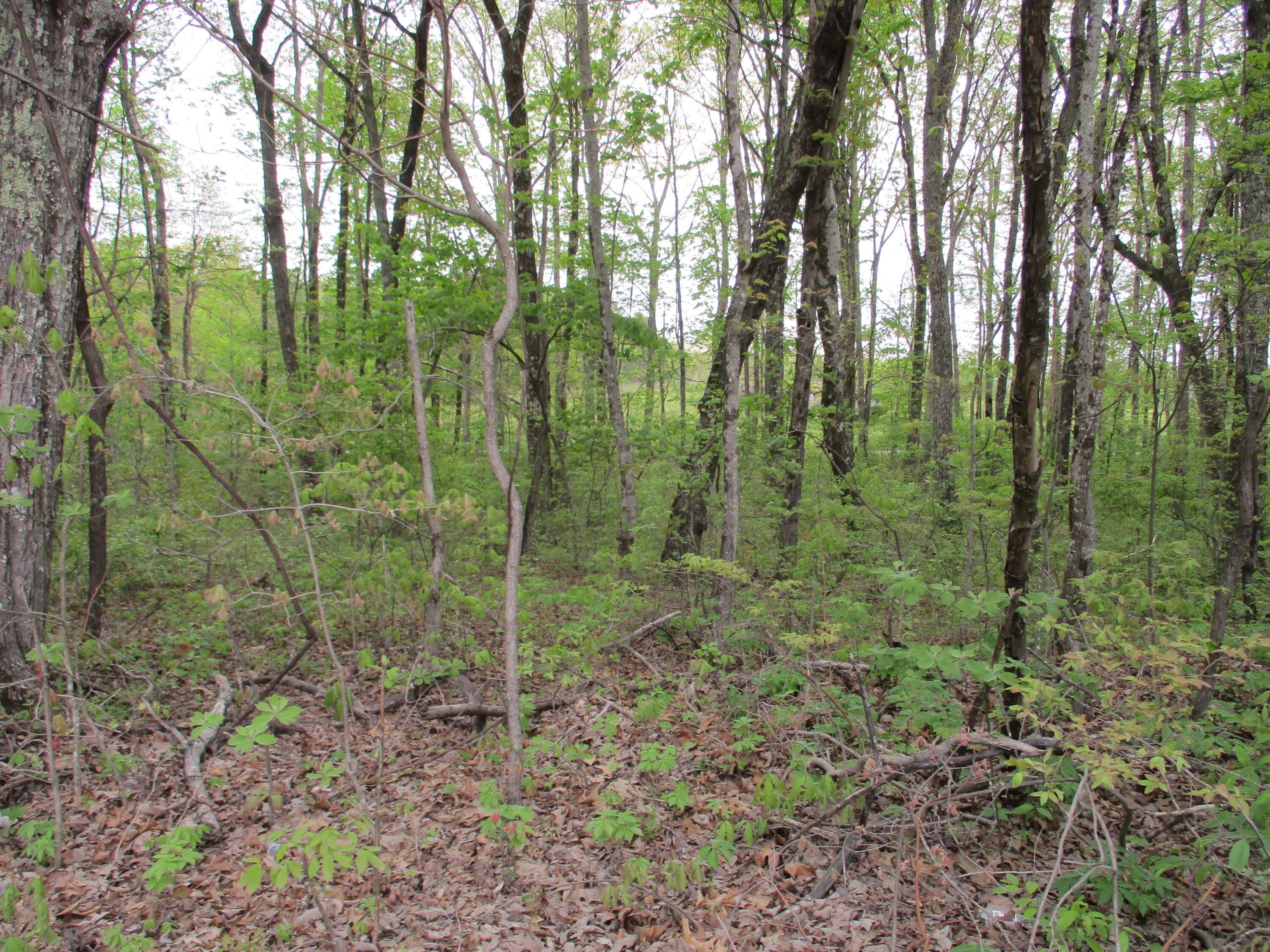 0 Kerley Road, Unit 1 Spring City, TN 37381 - Photo 20 of 24 IMG_0671