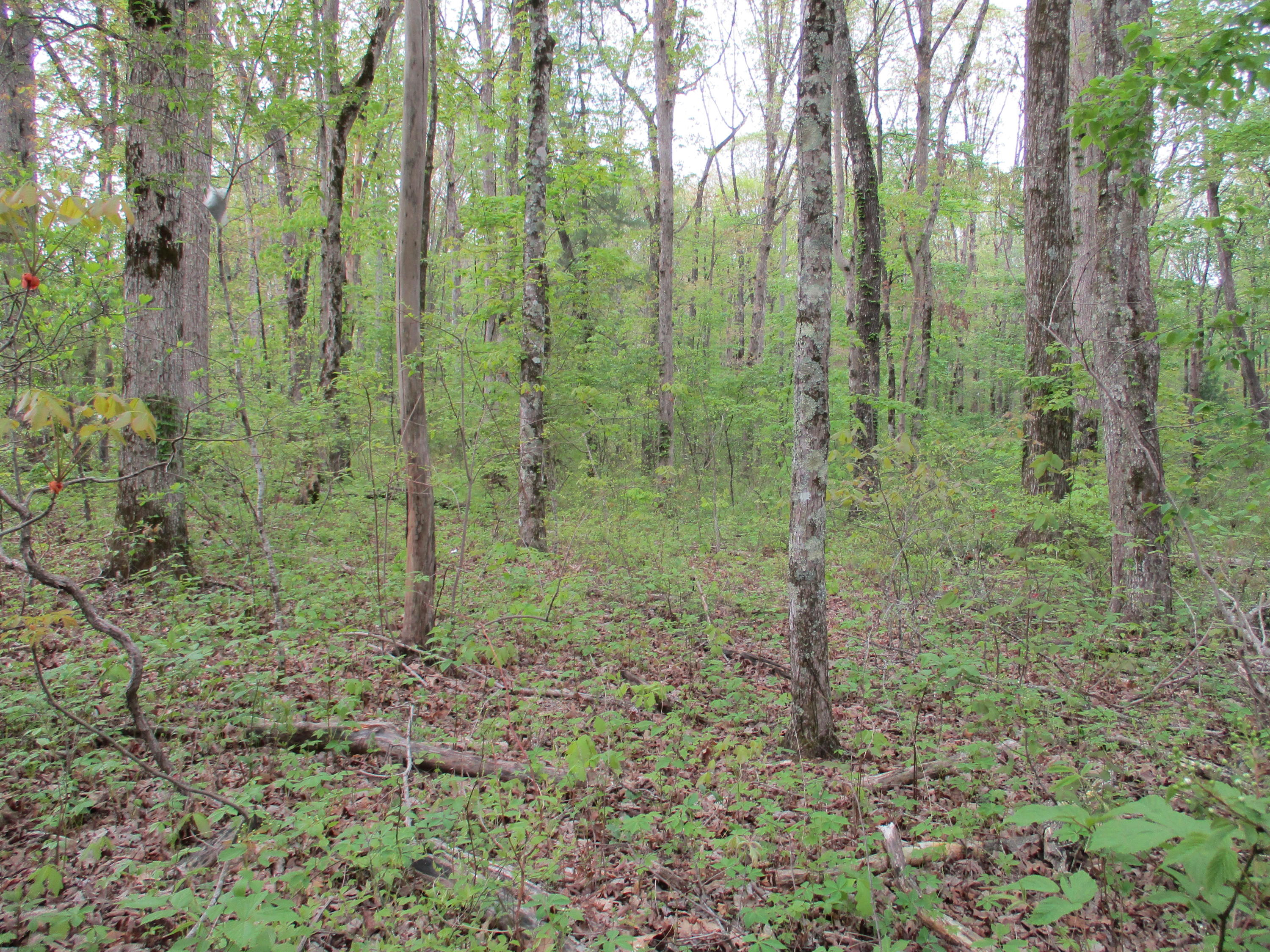 0 Kerley Road, Unit 1 Spring City, TN 37381 - Photo 4 of 24 IMG_0655